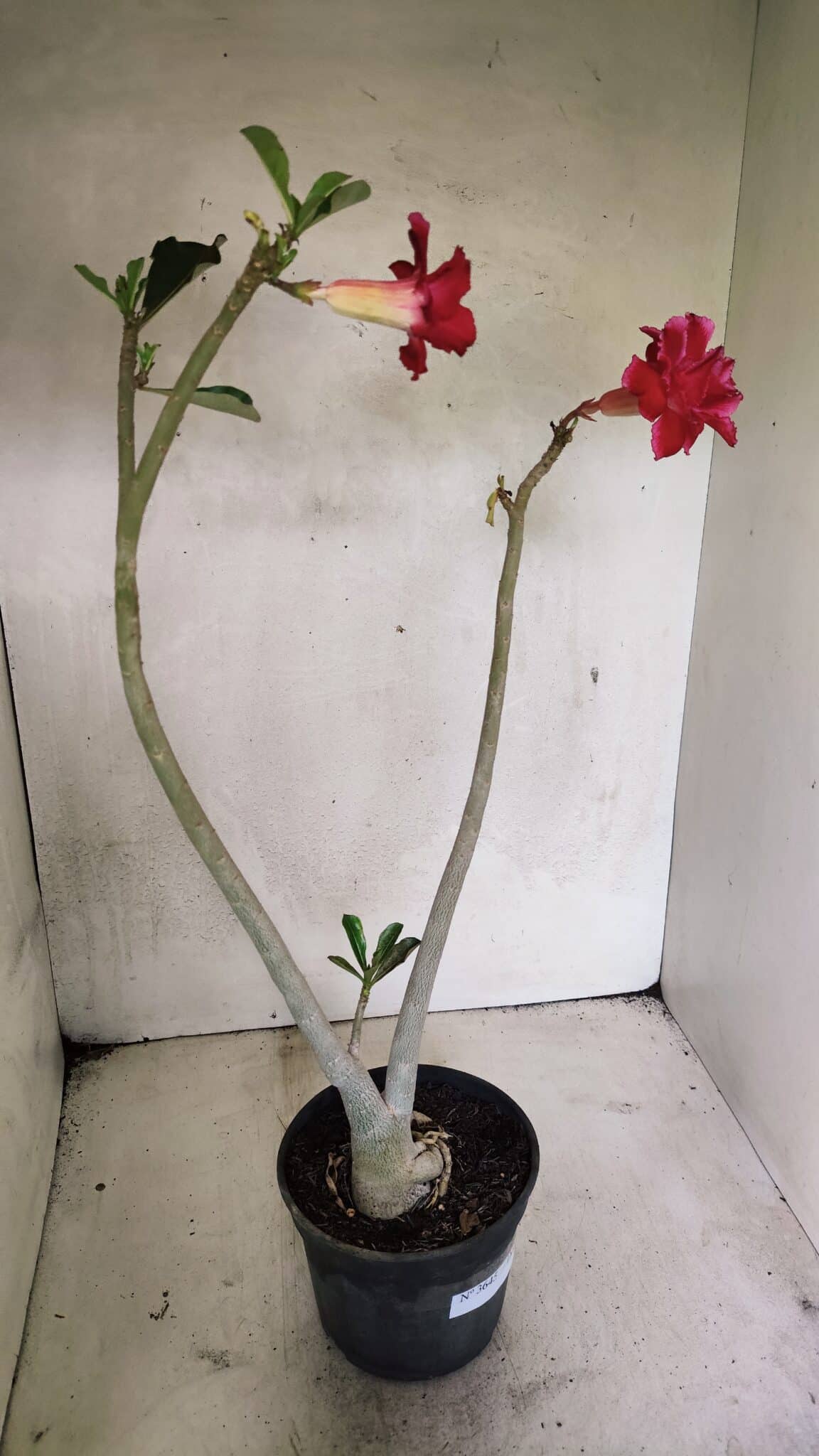 Planta Dobrada 3645 – 35cm – 03 anos - foto 5
