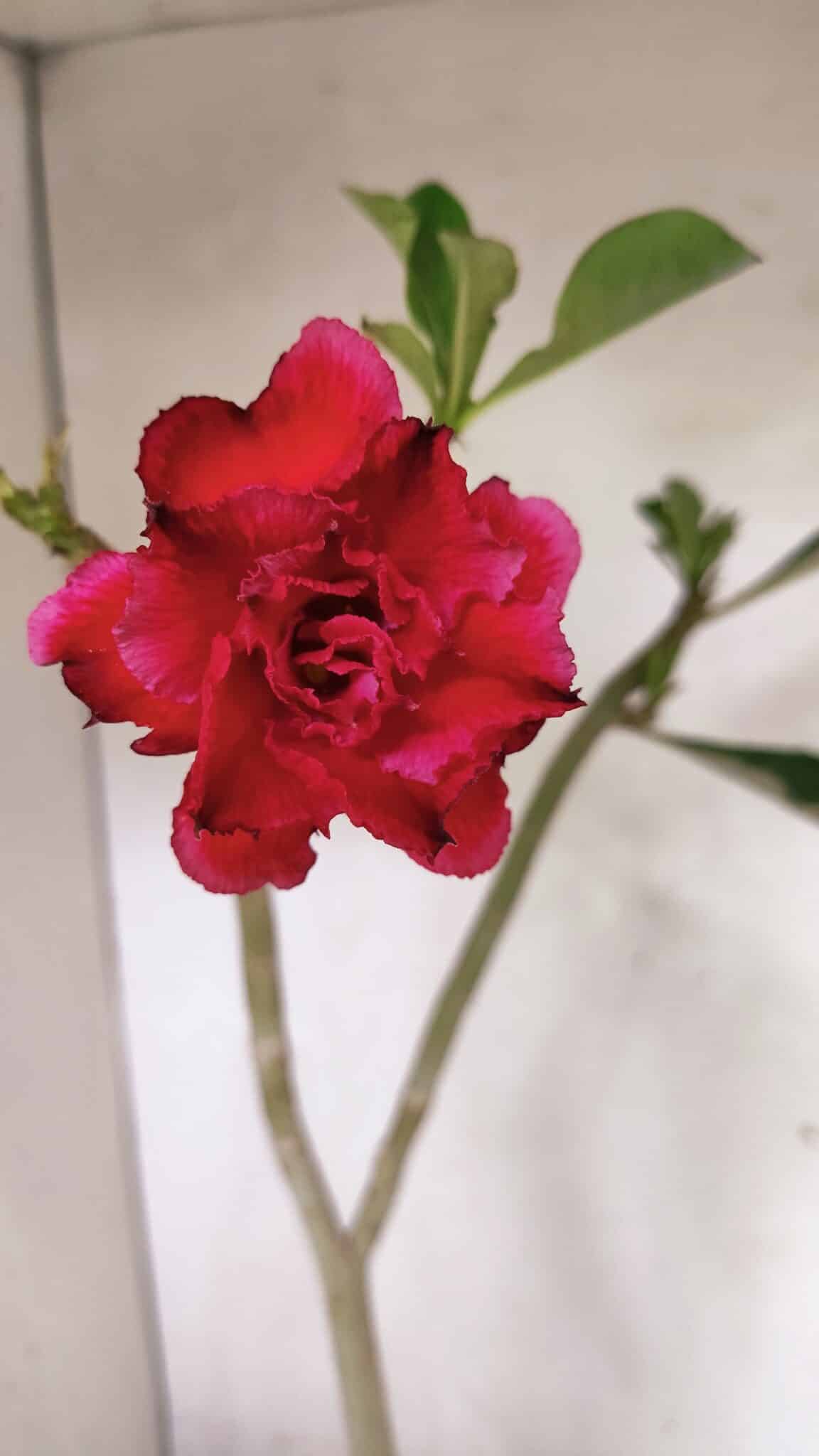 Planta Dobrada 3645 – 35cm – 03 anos - foto 3