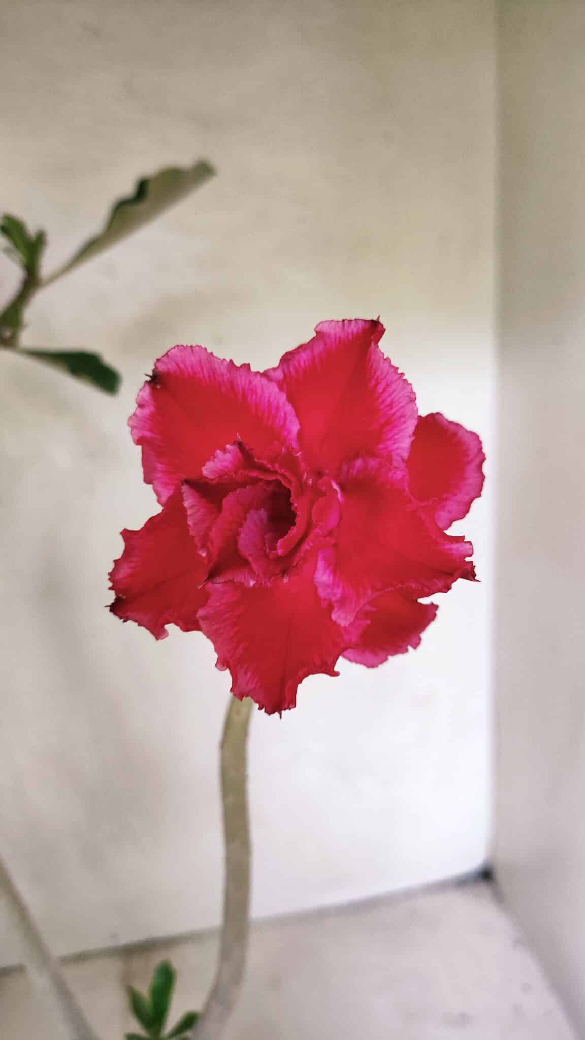 Planta Dobrada 3645 – 35cm – 03 anos - foto 4