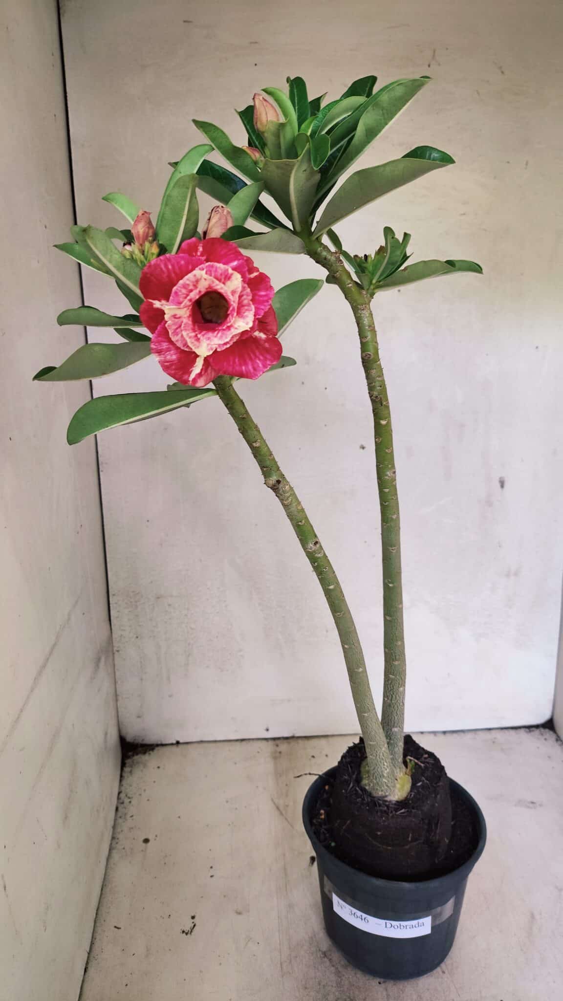 Planta Dobrada 3646 – 35cm – 03 anos - foto 2