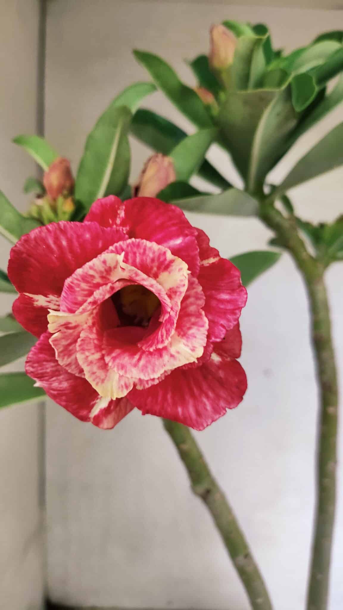 Planta Dobrada 3646 – 35cm – 03 anos - foto 3