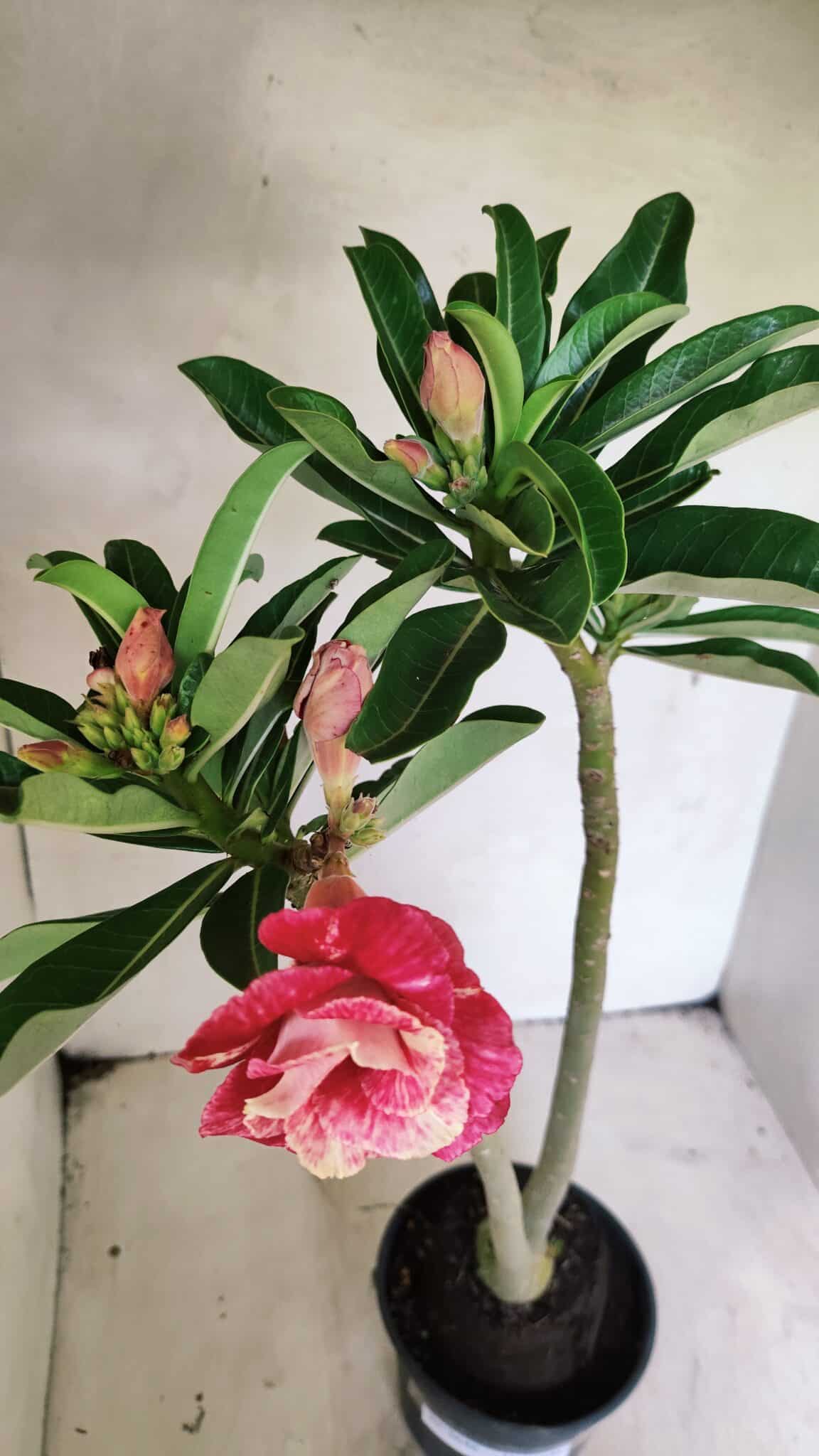Planta Dobrada 3646 – 35cm – 03 anos - foto 4