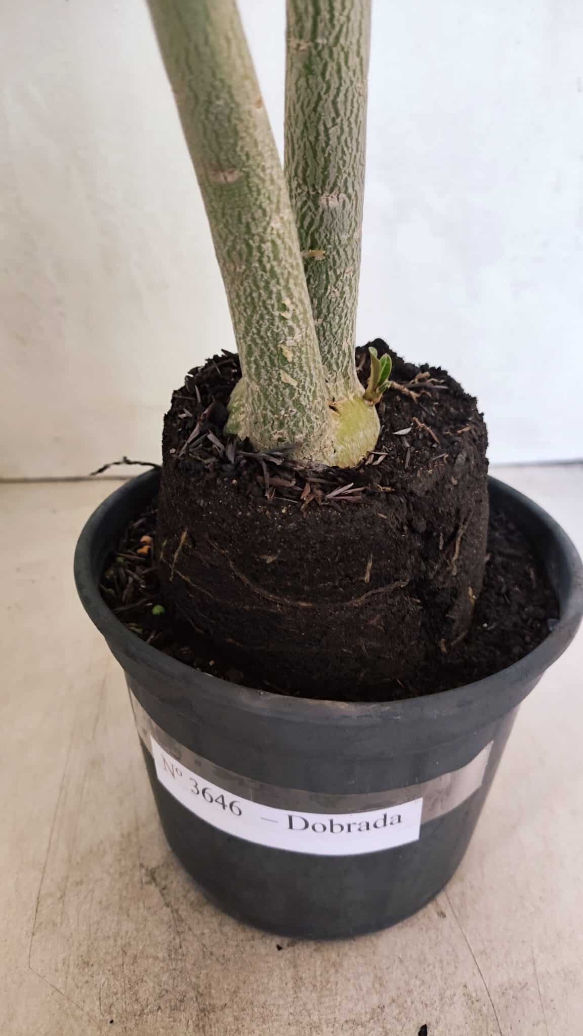 Planta Dobrada 3646 – 35cm – 03 anos - foto 7