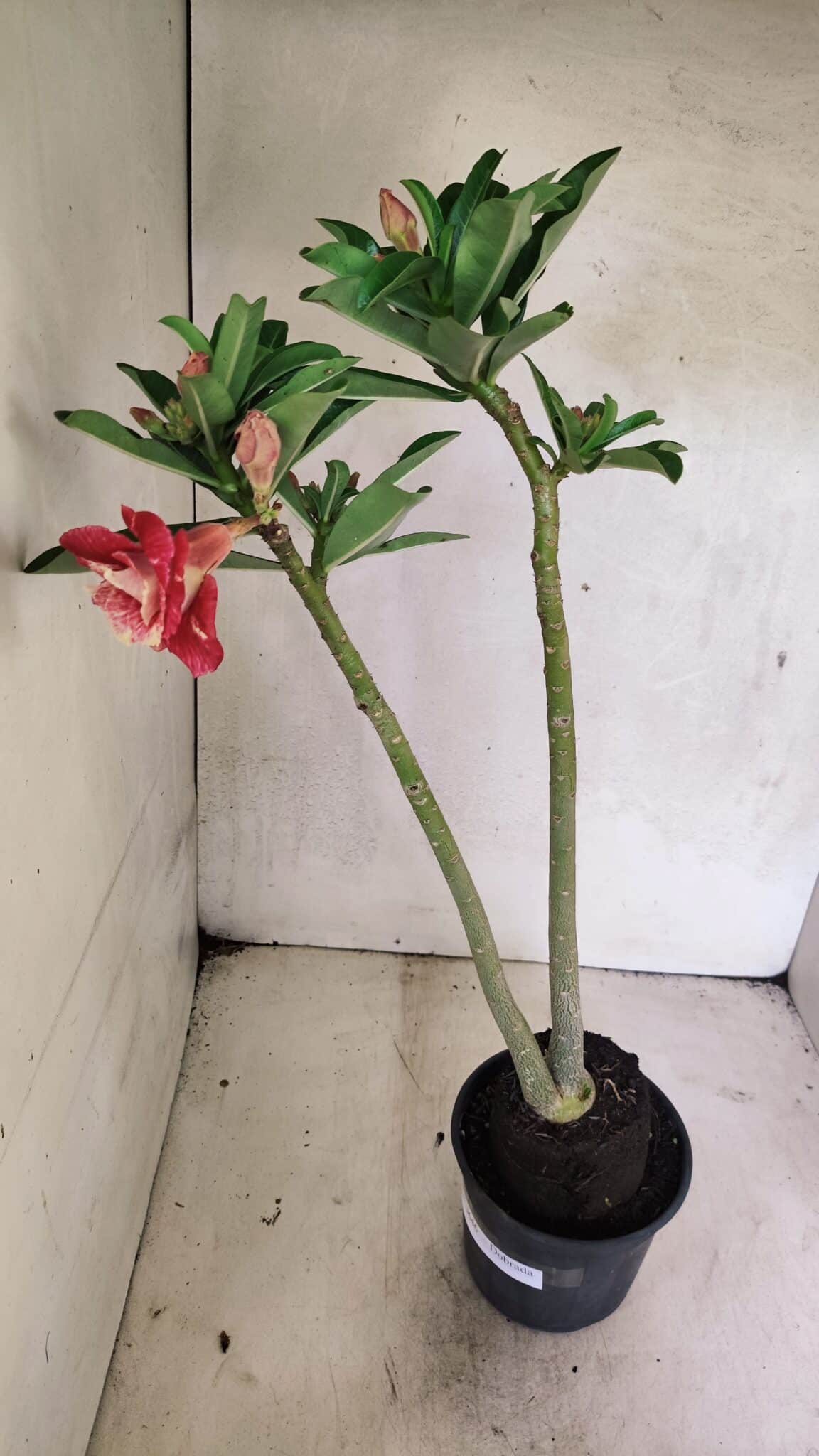 Planta Dobrada 3646 – 35cm – 03 anos - foto 6