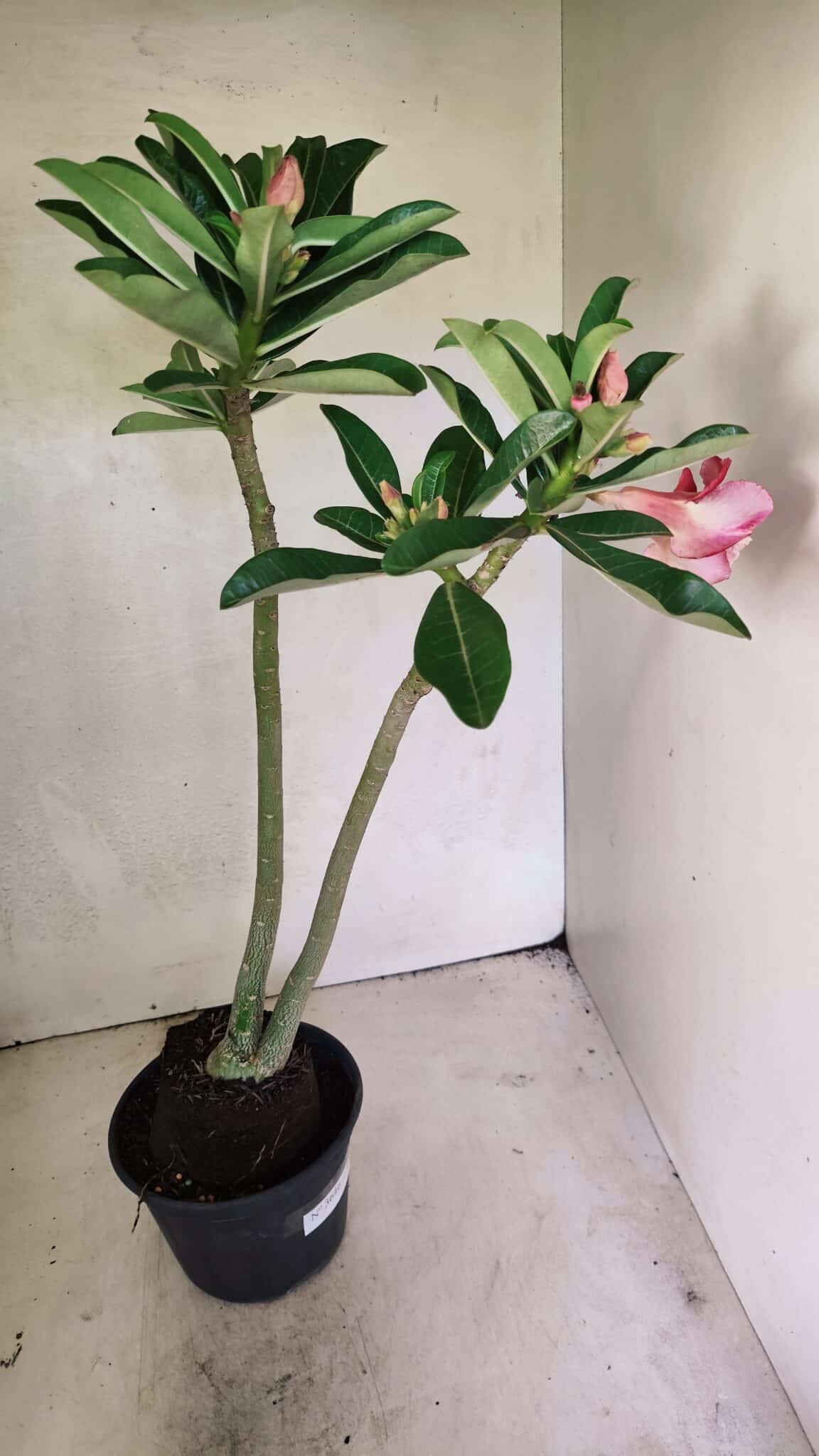 Planta Dobrada 3646 – 35cm – 03 anos - foto 5