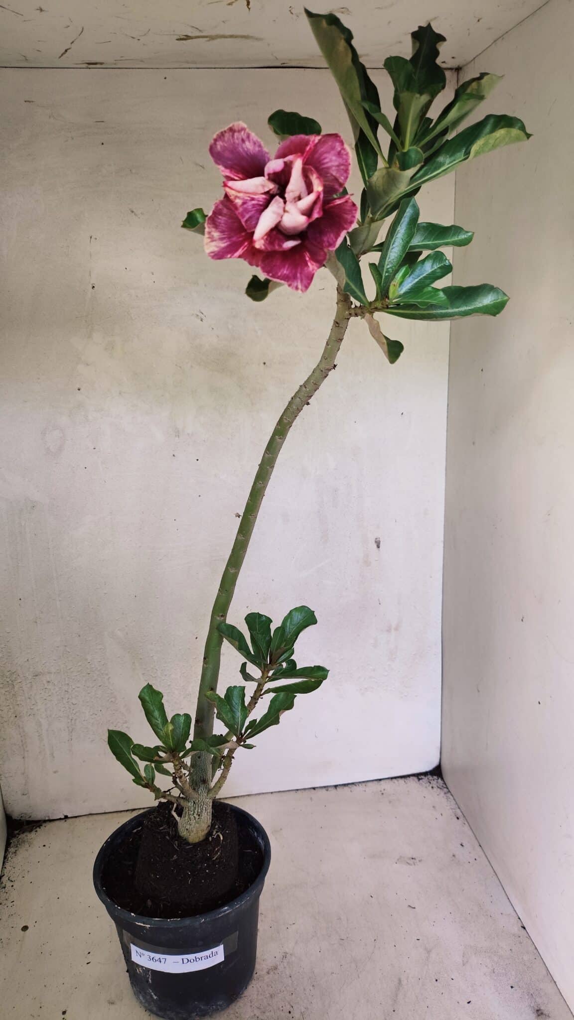 Planta Dobrada 3647 – 35cm – 03 anos - foto 2