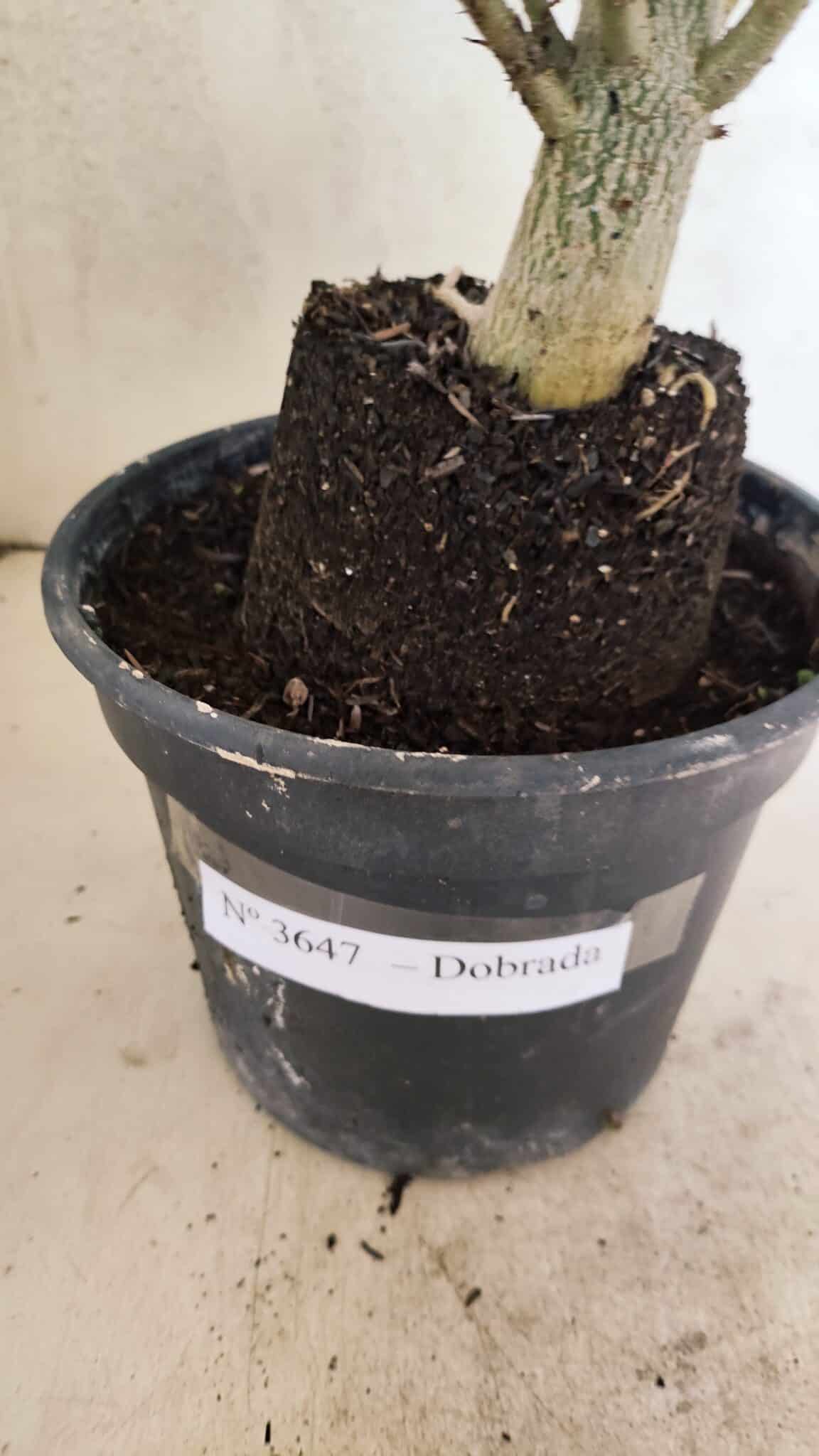 Planta Dobrada 3647 – 35cm – 03 anos - foto 7