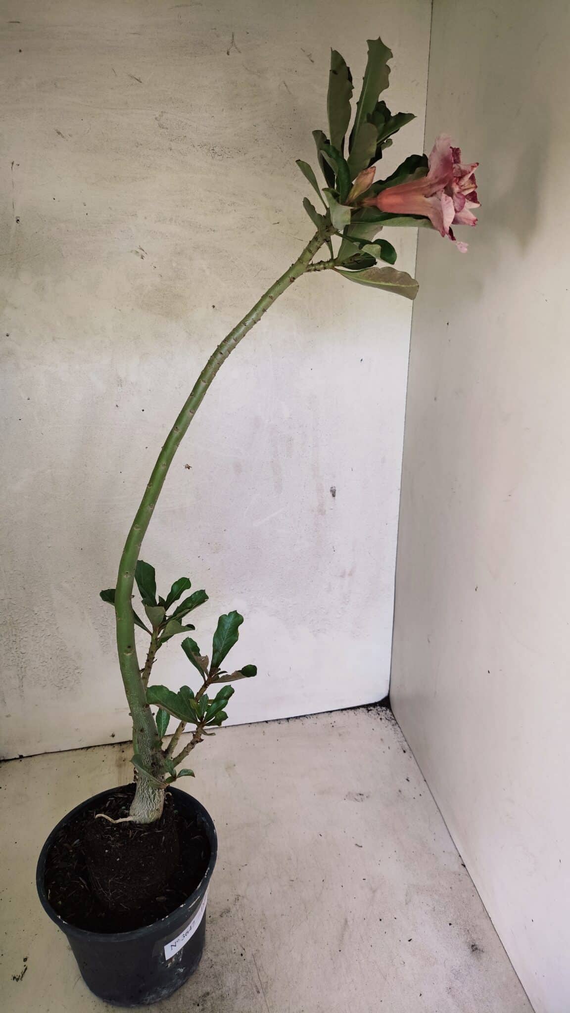 Planta Dobrada 3647 – 35cm – 03 anos - foto 6