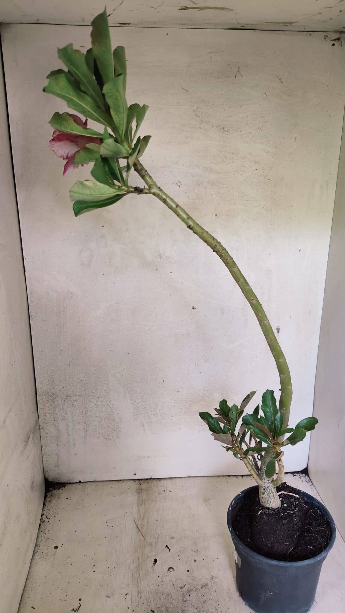 Planta Dobrada 3647 – 35cm – 03 anos - foto 5