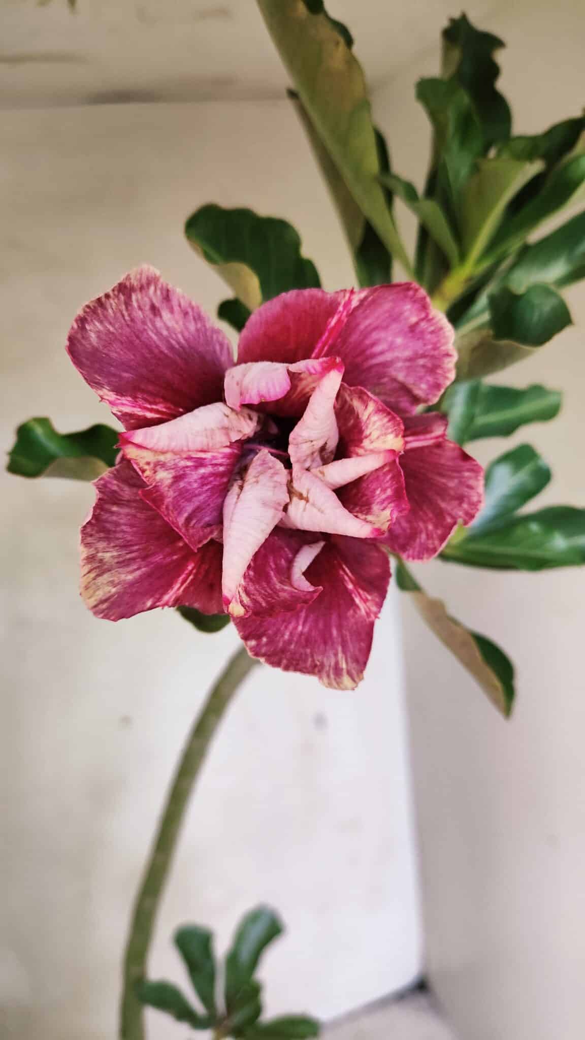 Planta Dobrada 3647 – 35cm – 03 anos - foto 3