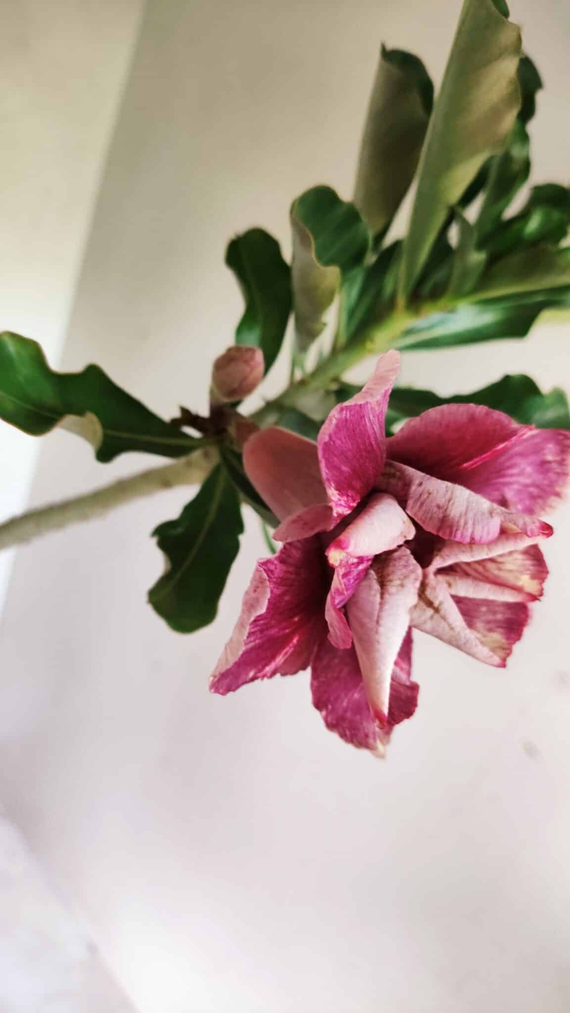 Planta Dobrada 3647 – 35cm – 03 anos - foto 4