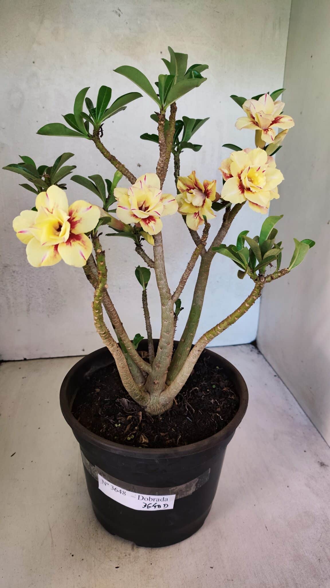 Planta Dobrada 3648 – 45cm – 04 anos - foto 2