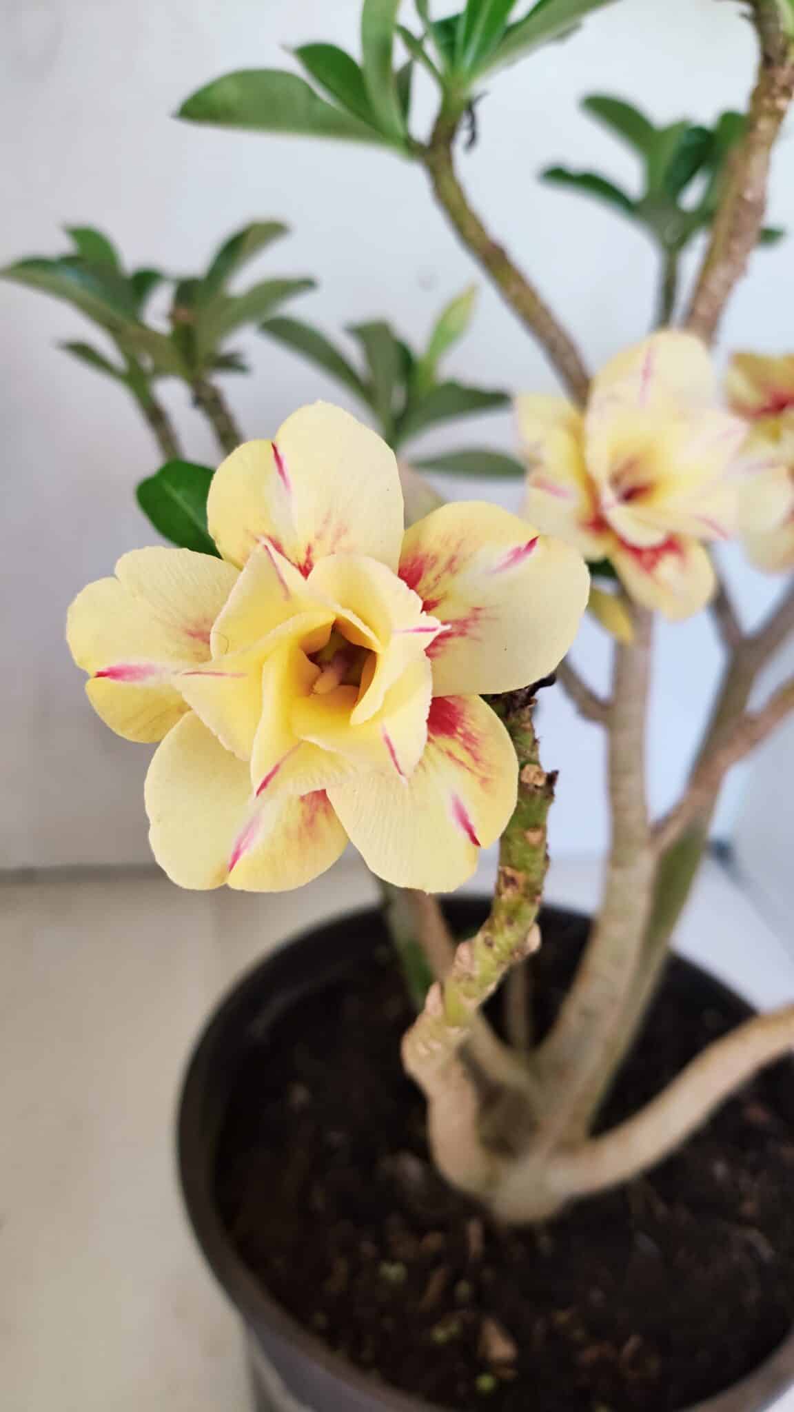 Planta Dobrada 3648 – 45cm – 04 anos - foto 3