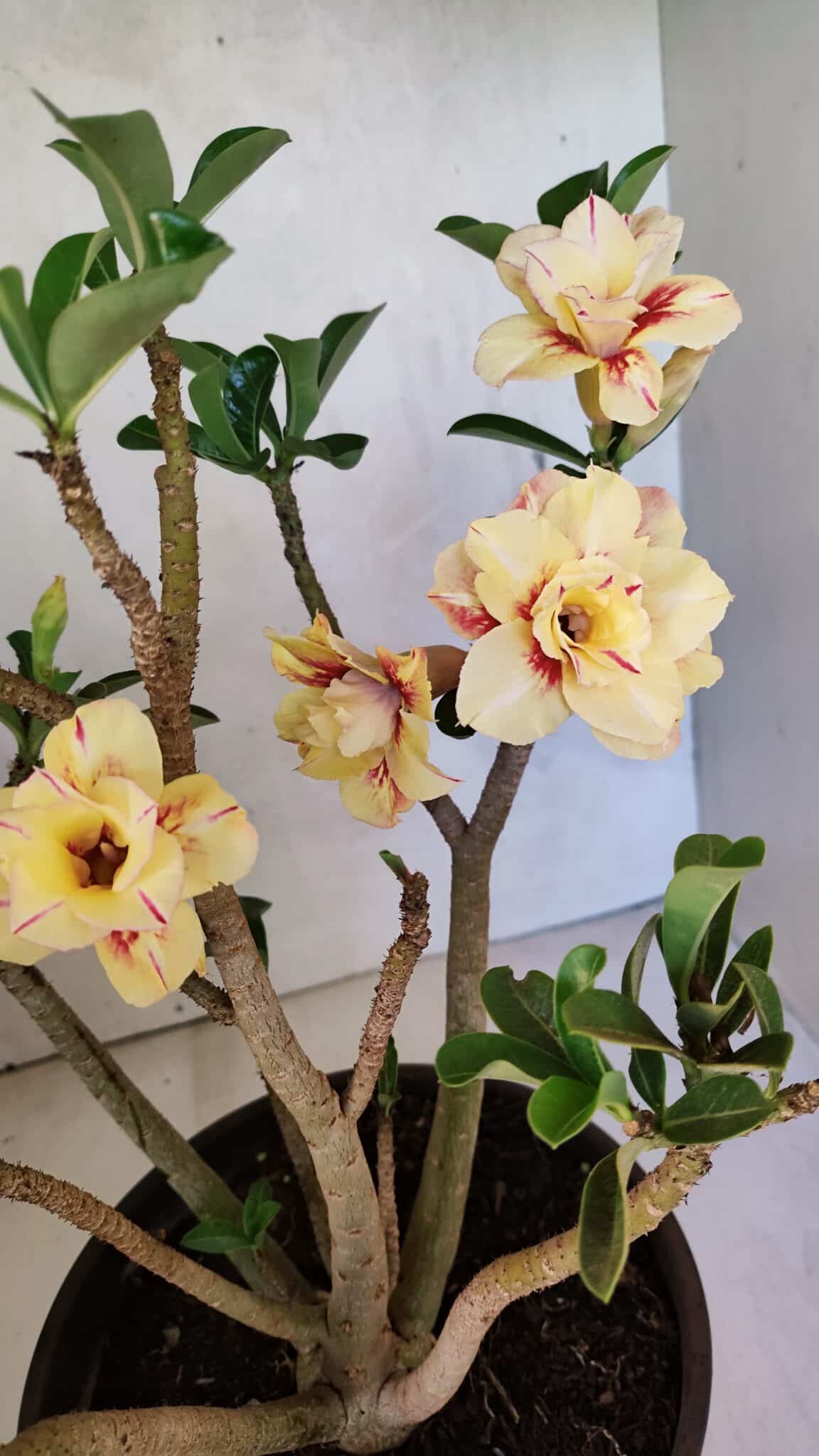 Planta Dobrada 3648 – 45cm – 04 anos - foto 4