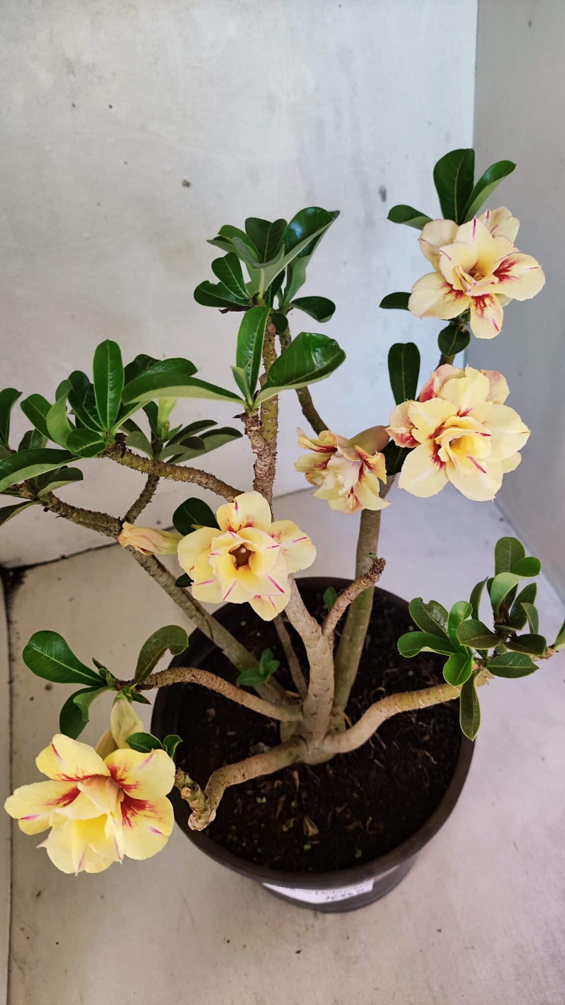 Planta Dobrada 3648 – 45cm – 04 anos - foto 5