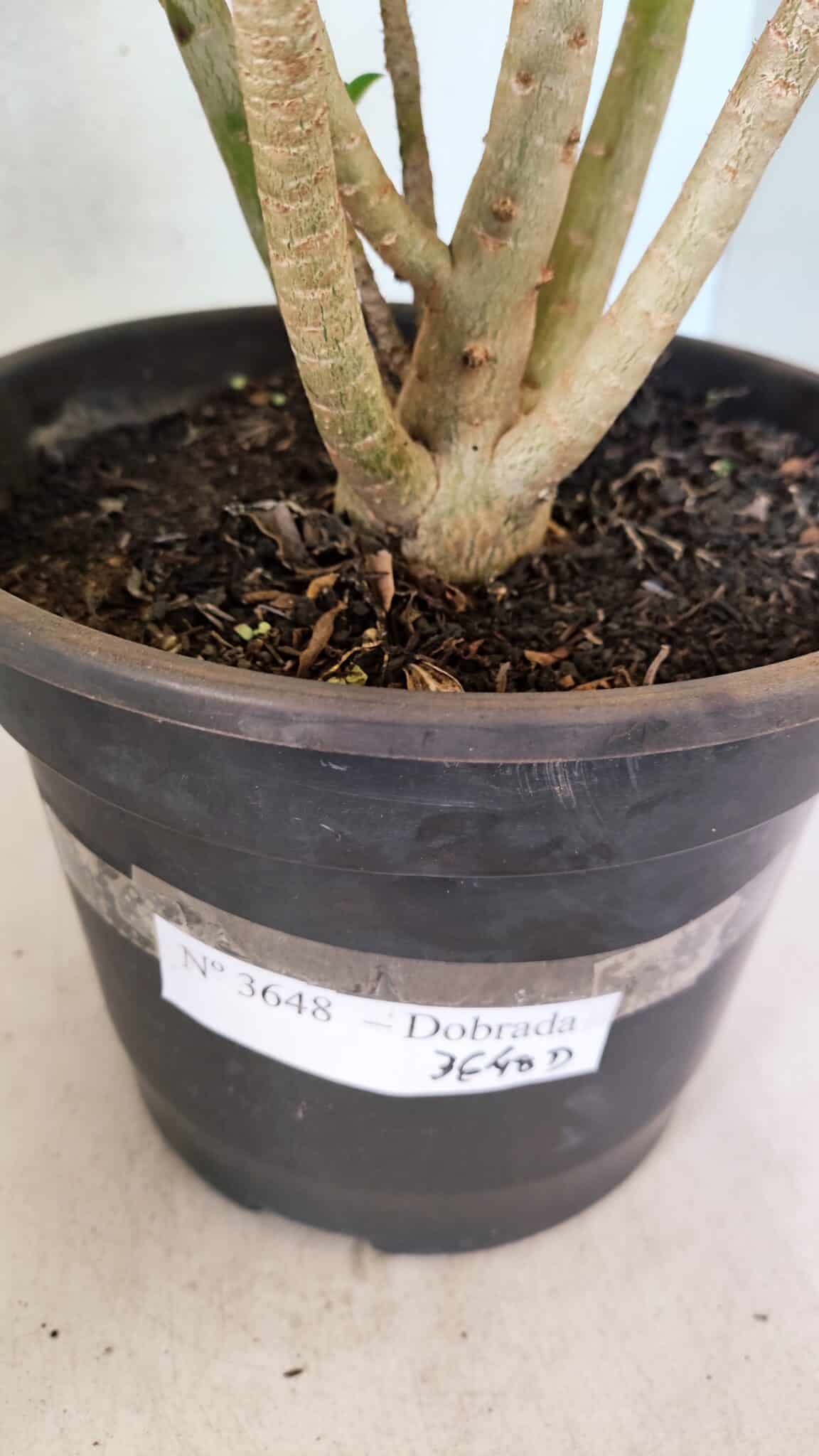 Planta Dobrada 3648 – 45cm – 04 anos - foto 7
