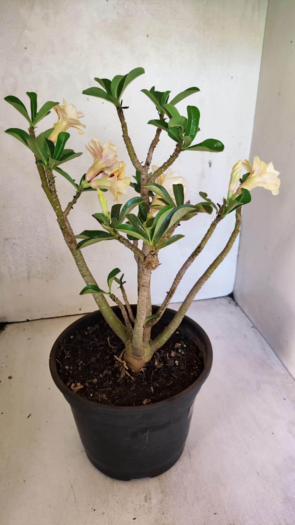 Planta Dobrada 3648 – 45cm – 04 anos - foto 6