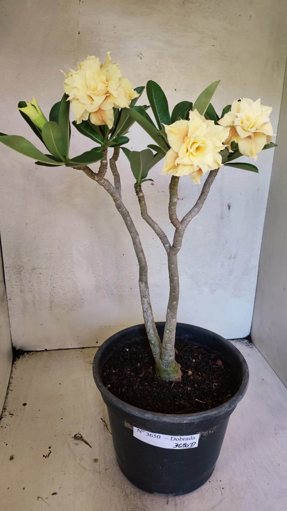 Planta Dobrada 3650 – 35cm – 03 anos - foto 2