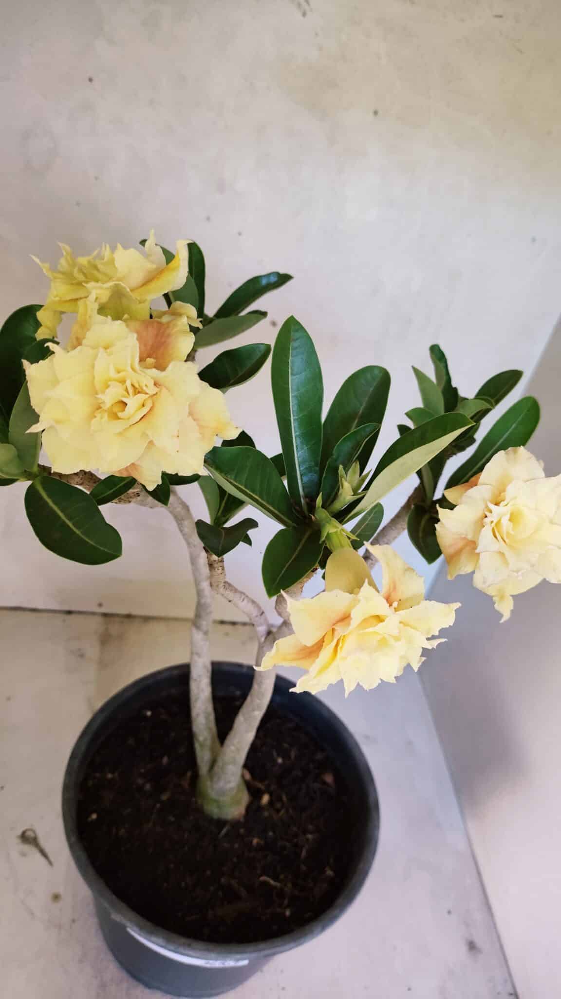 Planta Dobrada 3650 – 35cm – 03 anos - foto 5