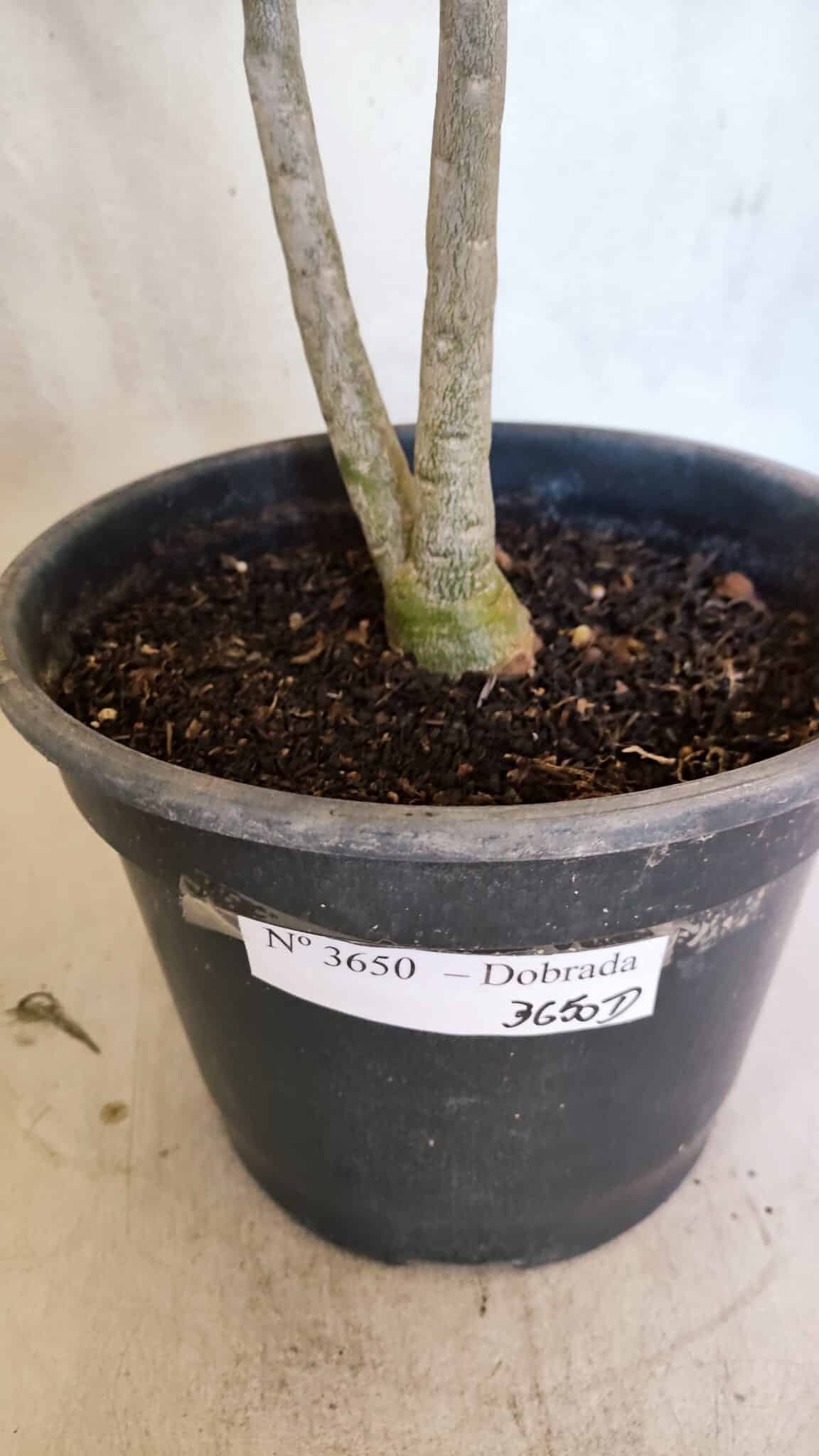 Planta Dobrada 3650 – 35cm – 03 anos - foto 7