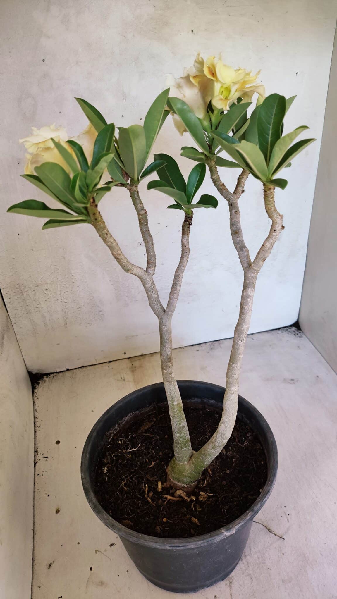 Planta Dobrada 3650 – 35cm – 03 anos - foto 6