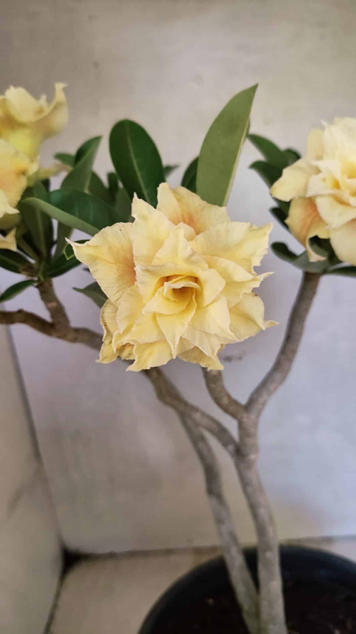 Planta Dobrada 3650 – 35cm – 03 anos - foto 4