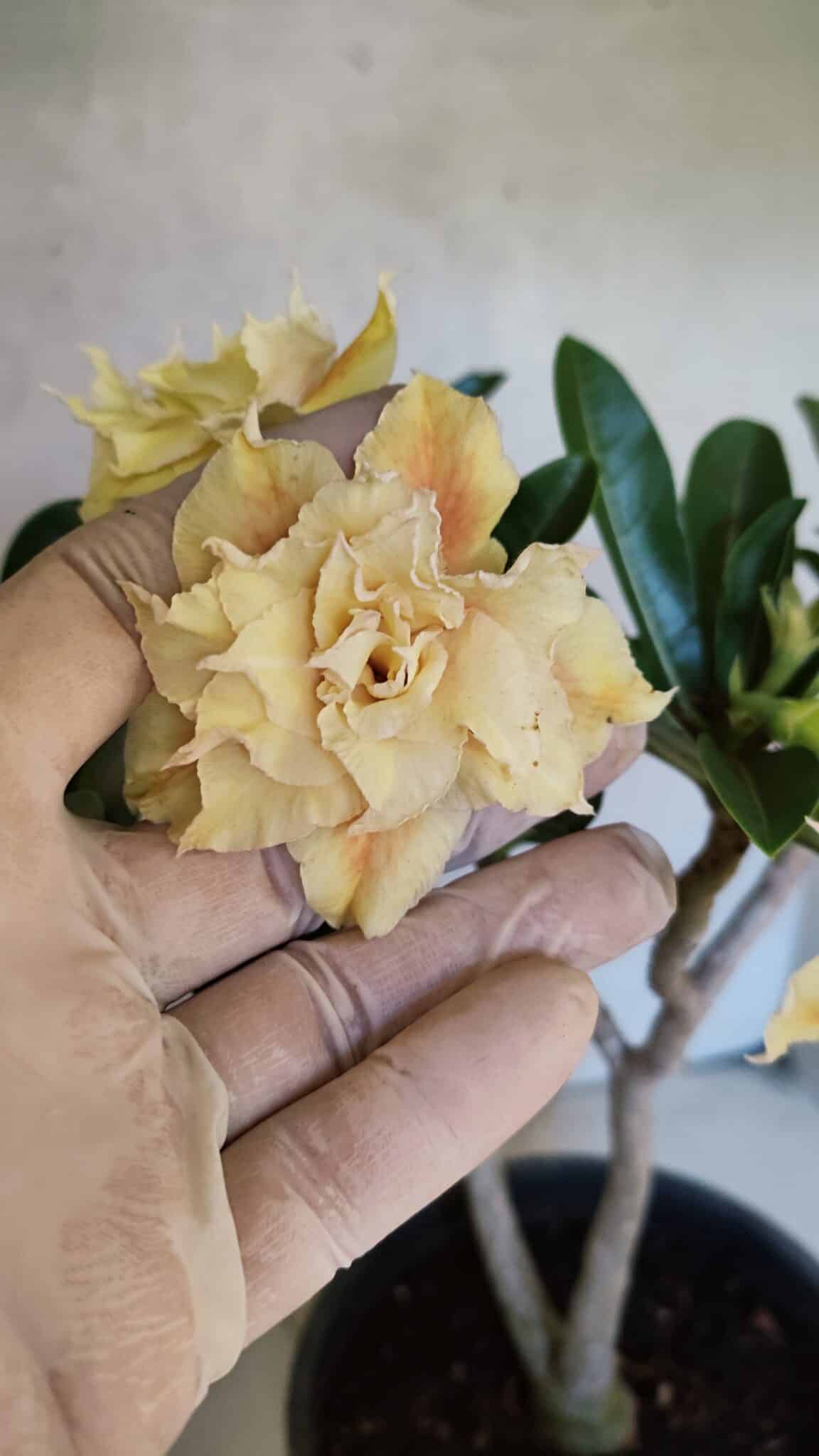 Planta Dobrada 3650 – 35cm – 03 anos - foto 3