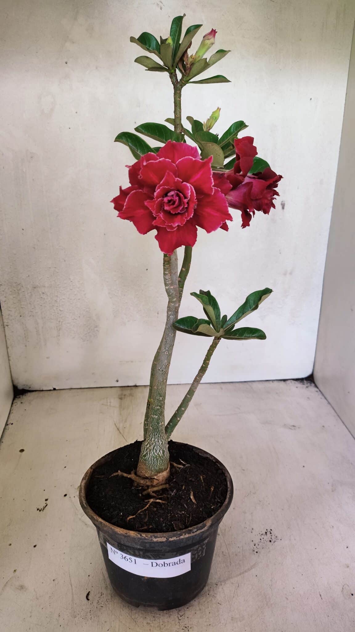 Planta Dobrada 3651 – 35cm – 03 anos - foto 2