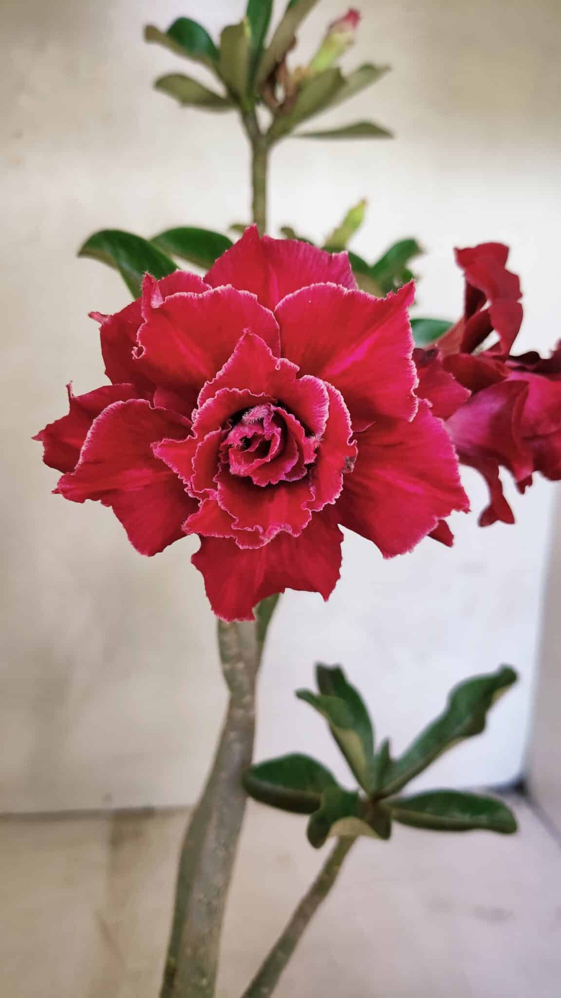 Planta Dobrada 3651 – 35cm – 03 anos - foto 3