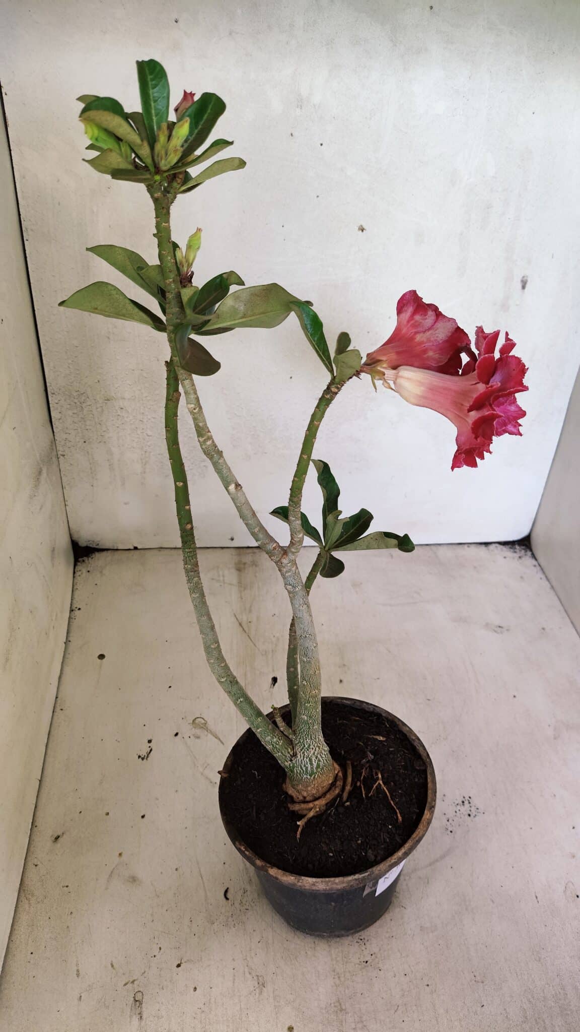 Planta Dobrada 3651 – 35cm – 03 anos - foto 5