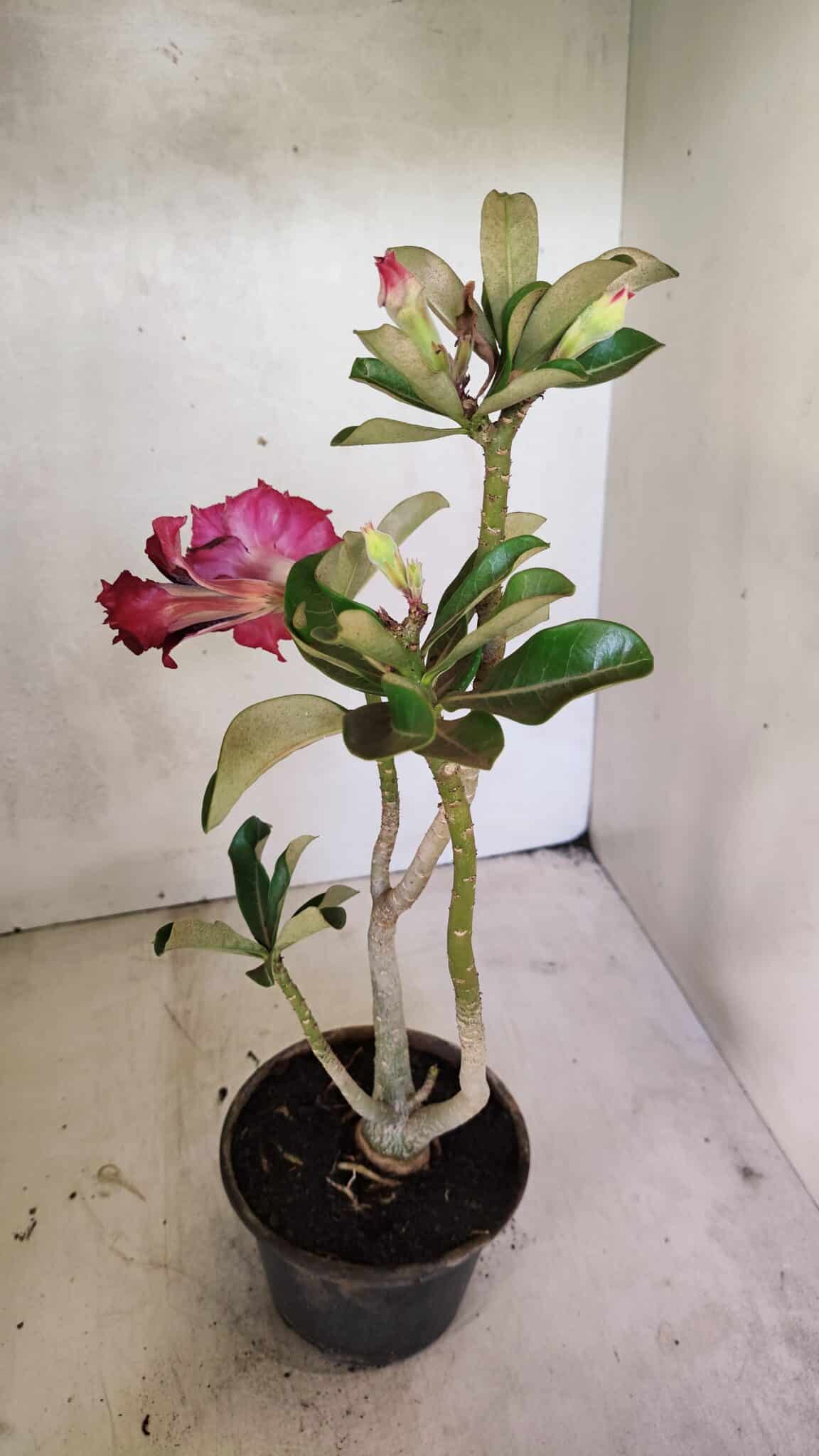 Planta Dobrada 3651 – 35cm – 03 anos - foto 4
