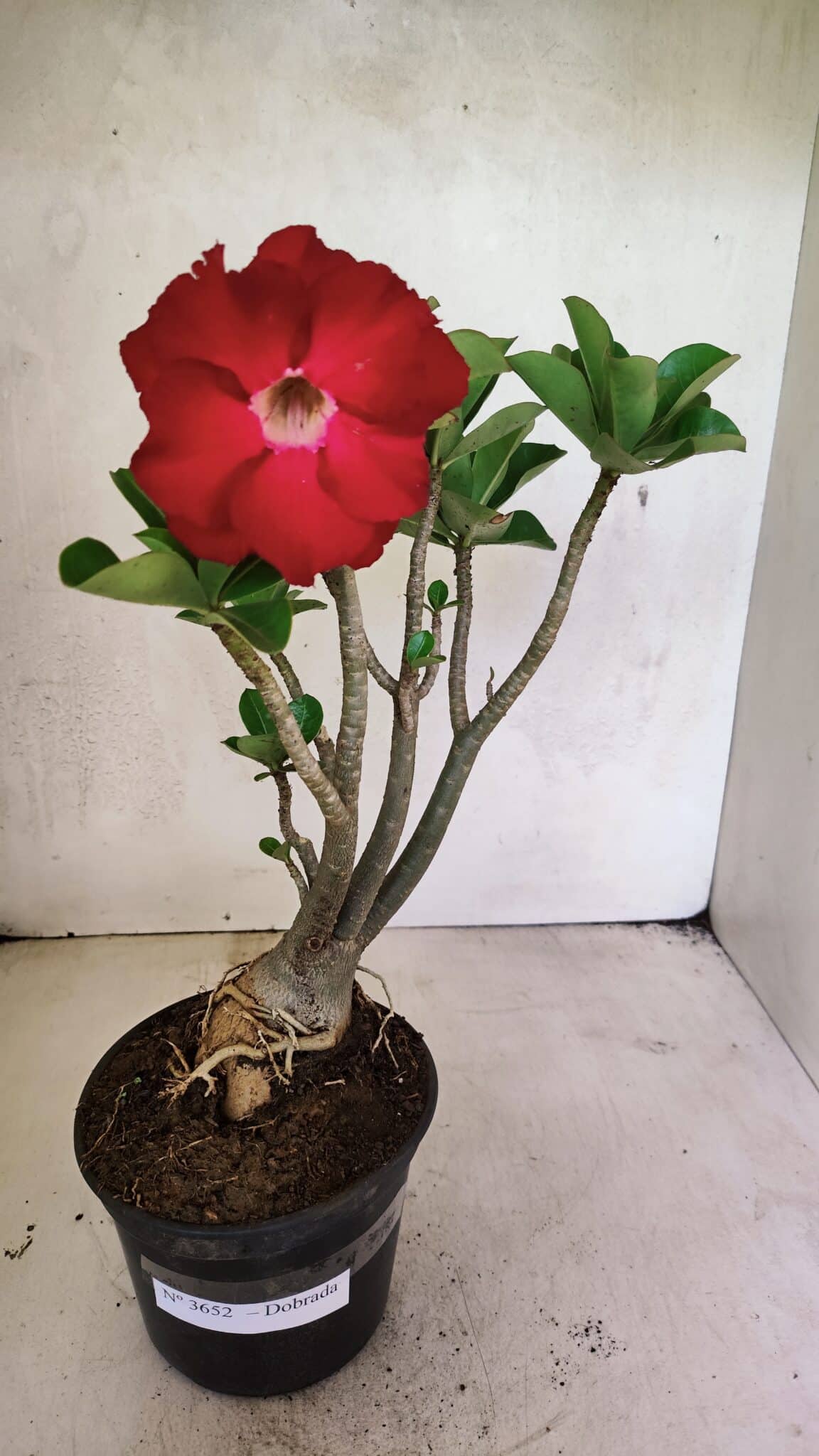 Planta Dobrada 3652 – 35cm – 03 anos - foto 2