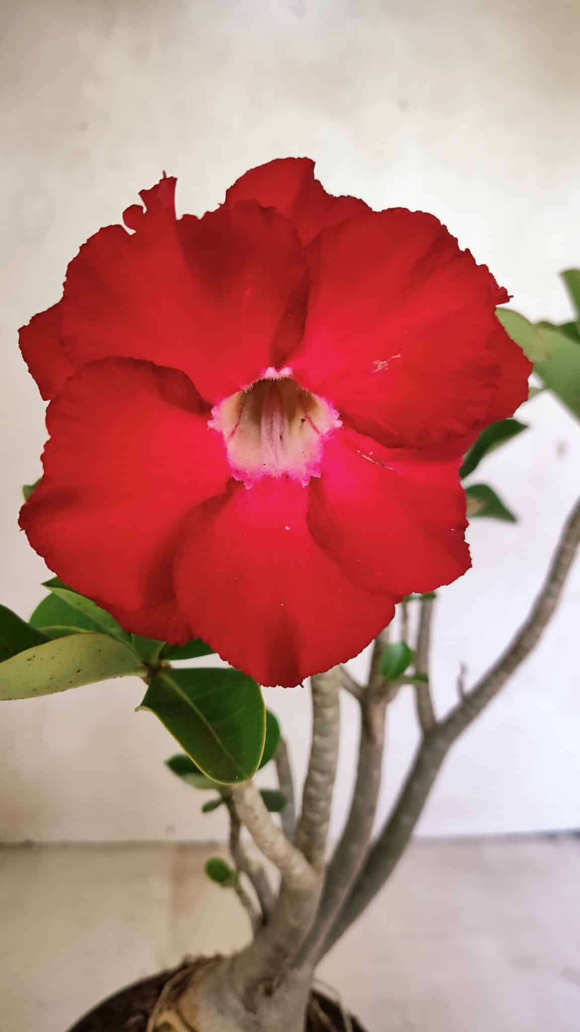 Planta Dobrada 3652 – 35cm – 03 anos - foto 3