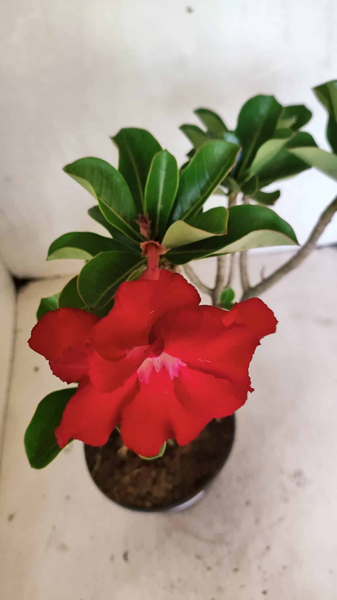 Planta Dobrada 3652 – 35cm – 03 anos - foto 4