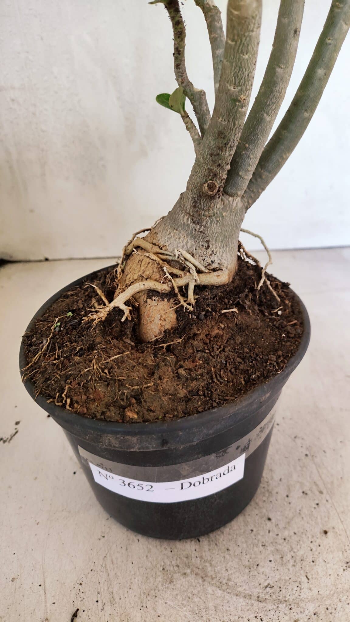 Planta Dobrada 3652 – 35cm – 03 anos - foto 6