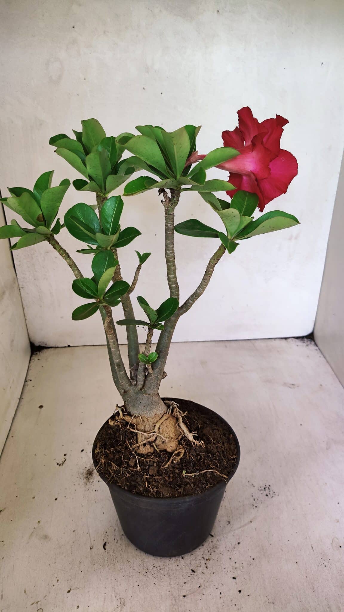 Planta Dobrada 3652 – 35cm – 03 anos - foto 5