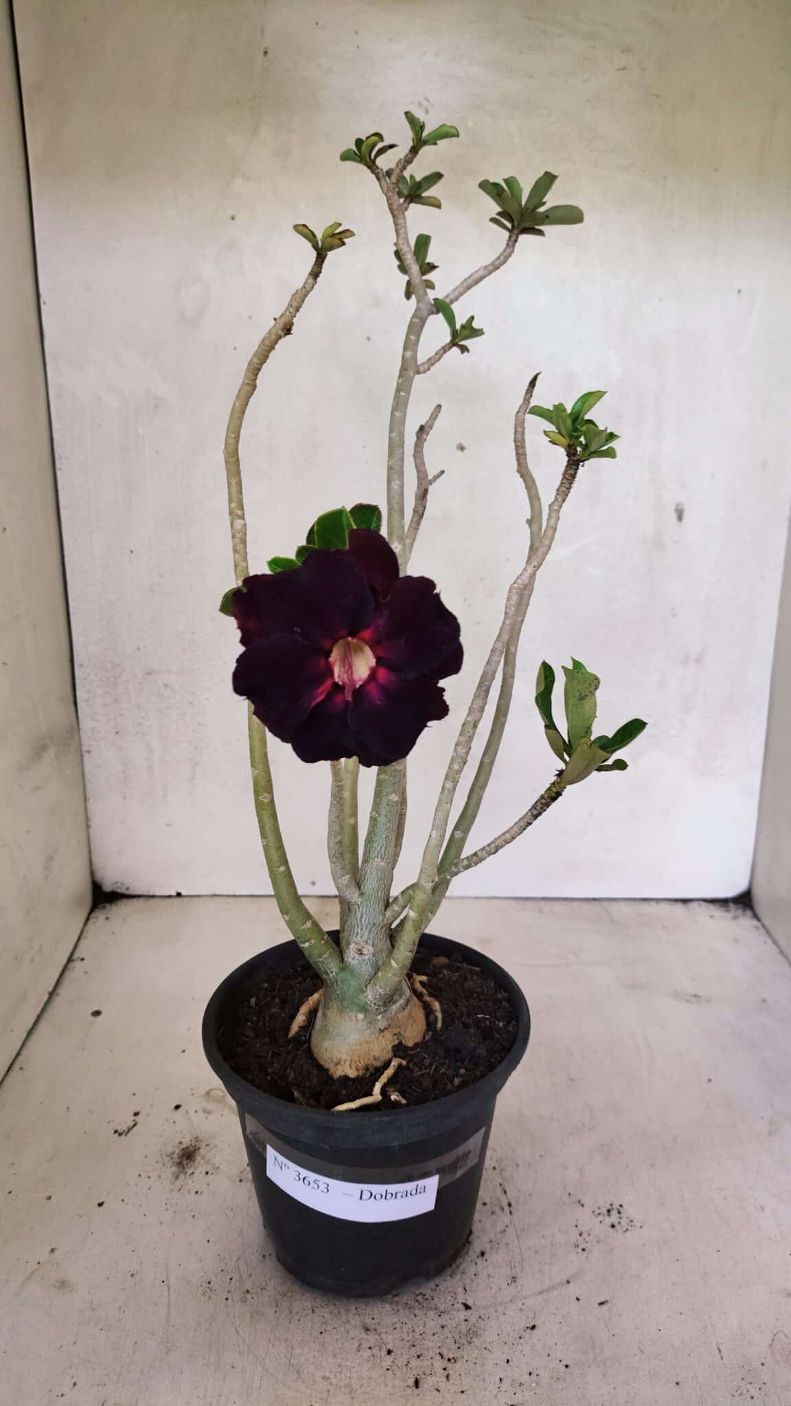 Planta Dobrada 3653 – 35cm – 03 anos - foto 2