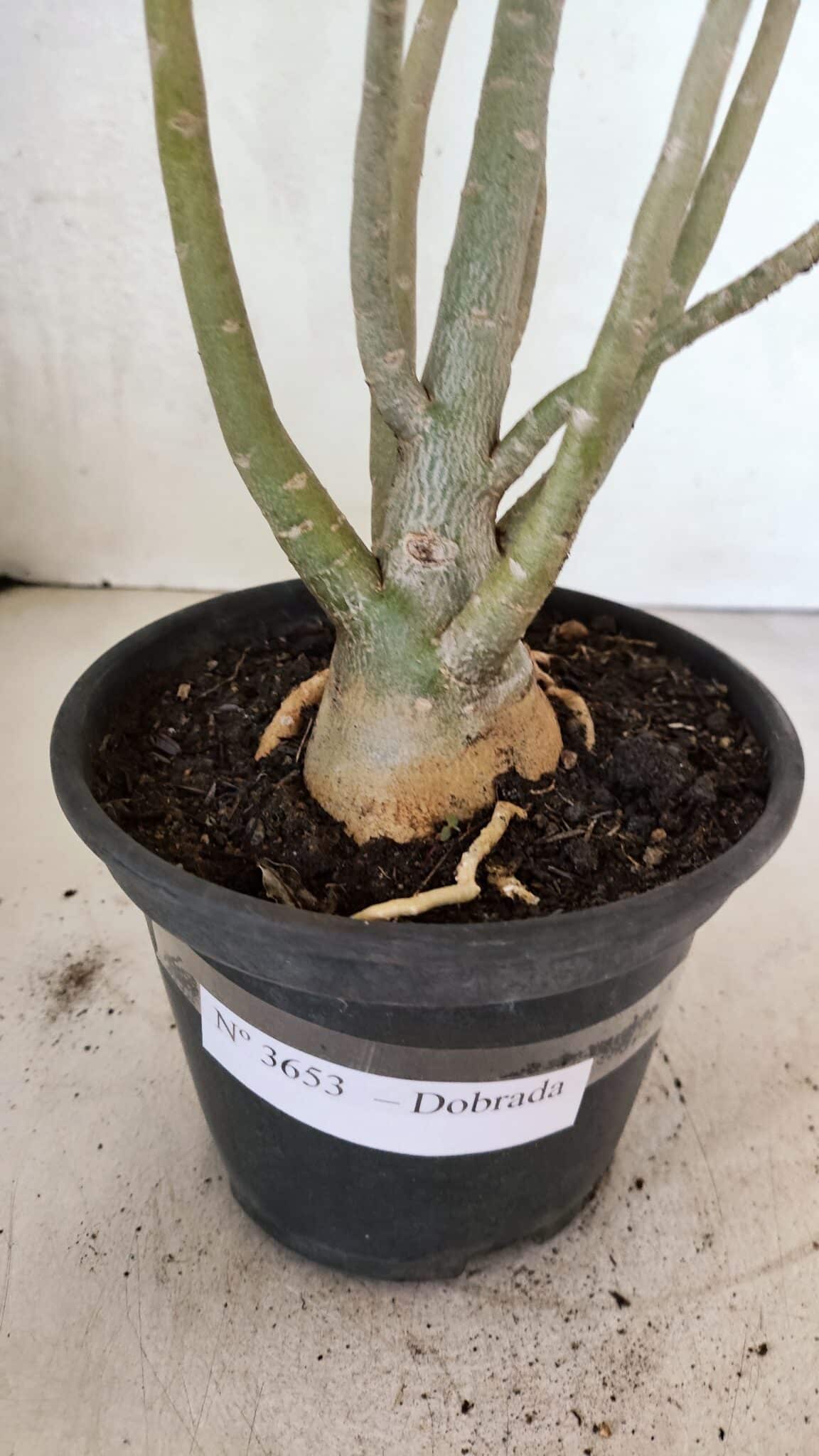 Planta Dobrada 3653 – 35cm – 03 anos - foto 7