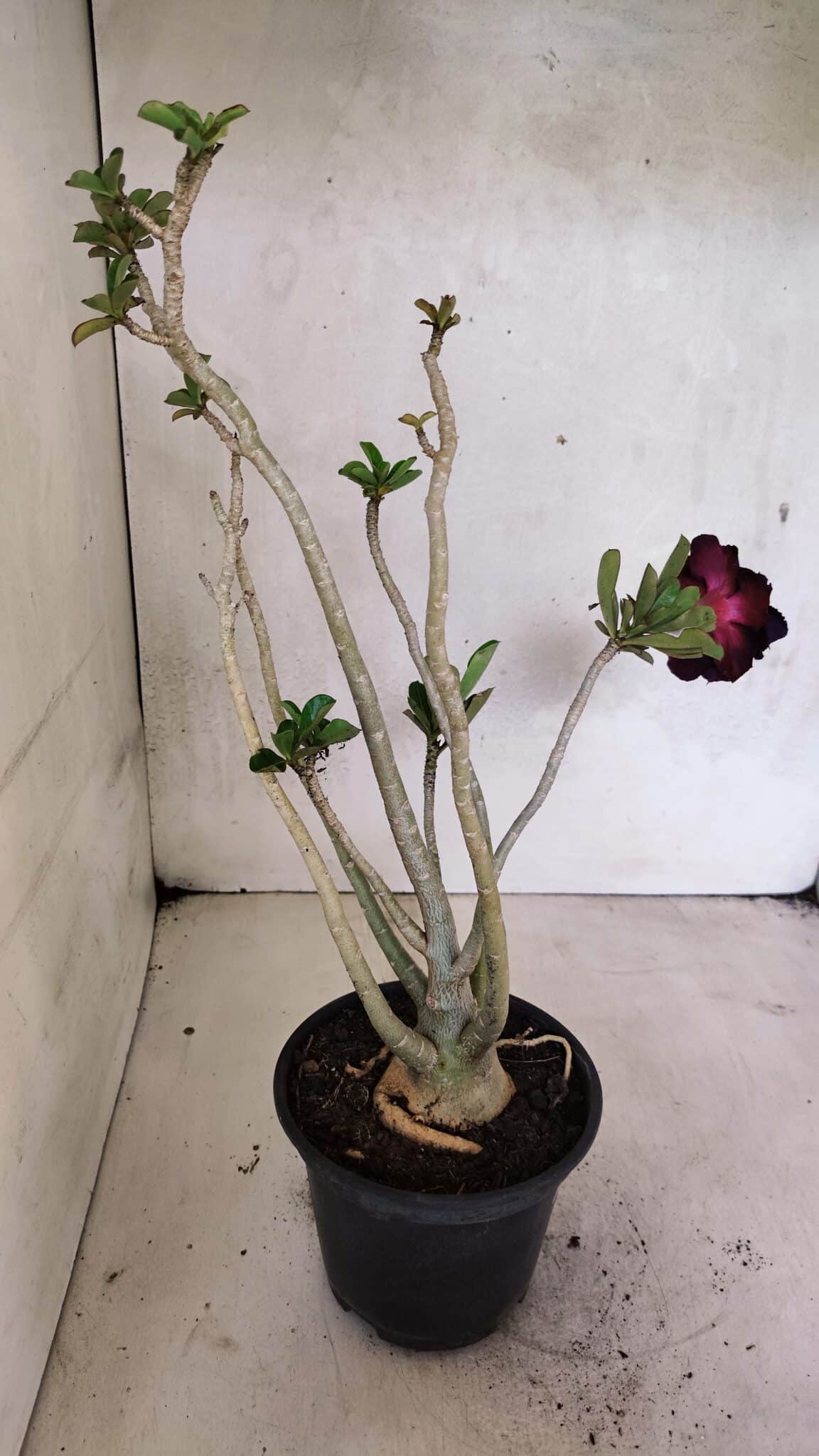 Planta Dobrada 3653 – 35cm – 03 anos - foto 6