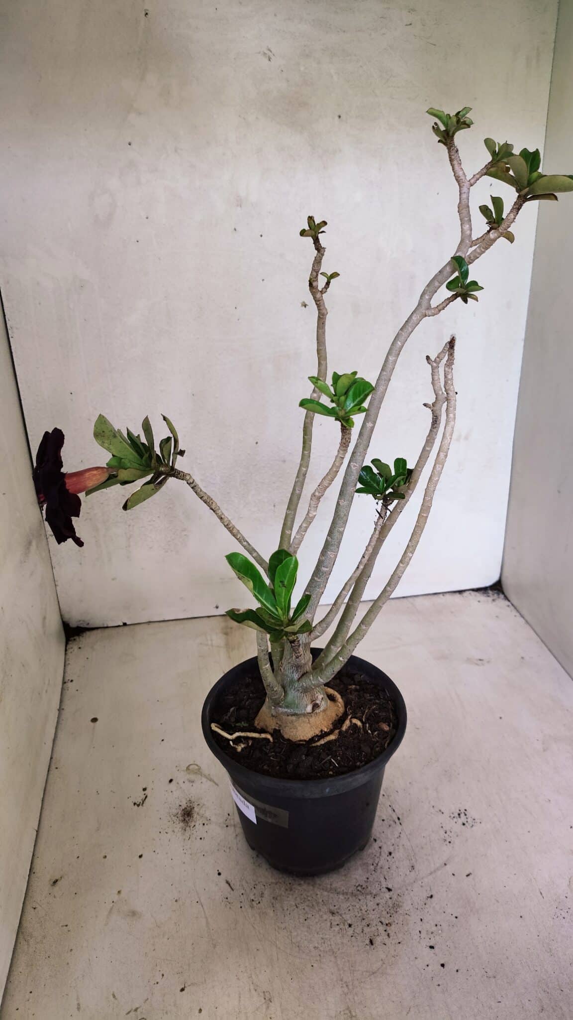 Planta Dobrada 3653 – 35cm – 03 anos - foto 5