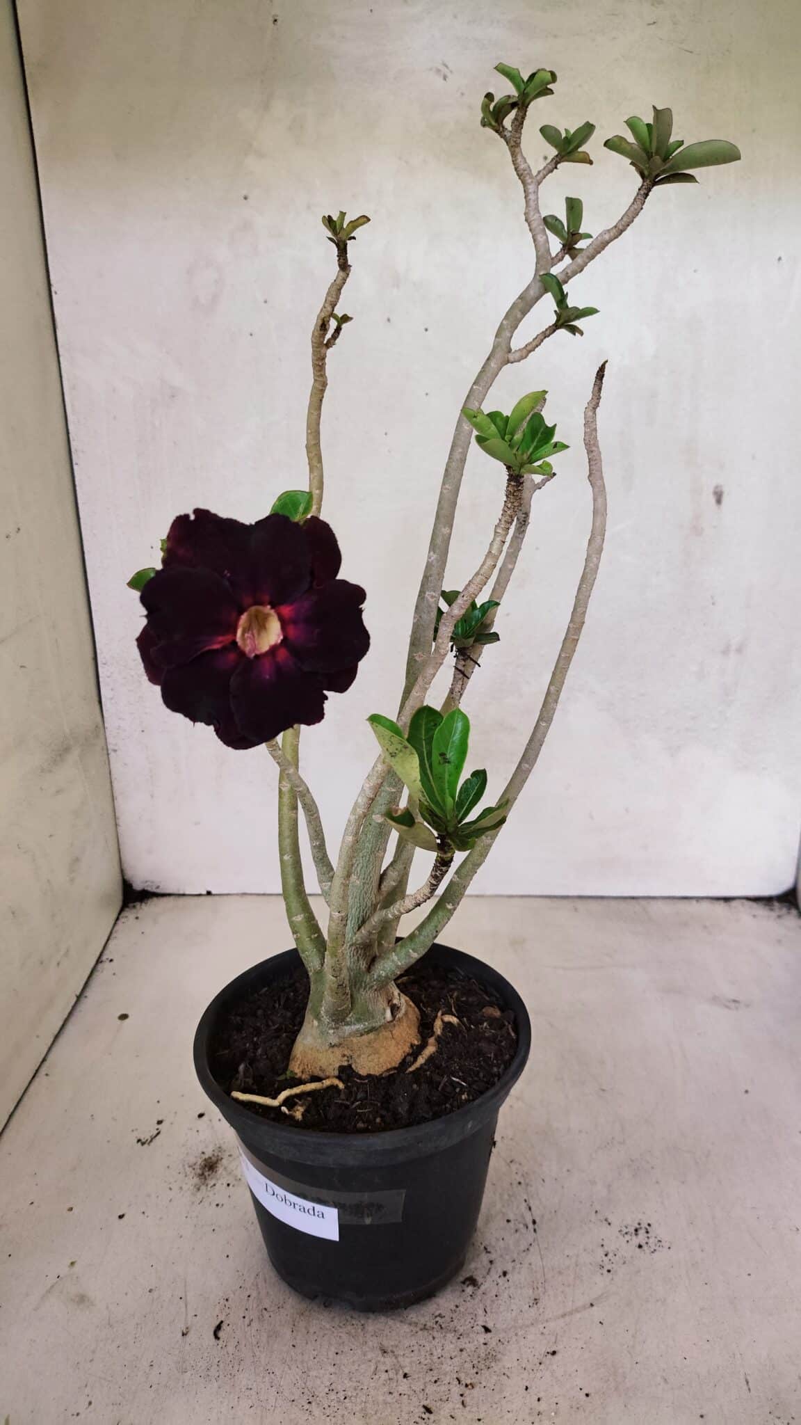 Planta Dobrada 3653 – 35cm – 03 anos - foto 4