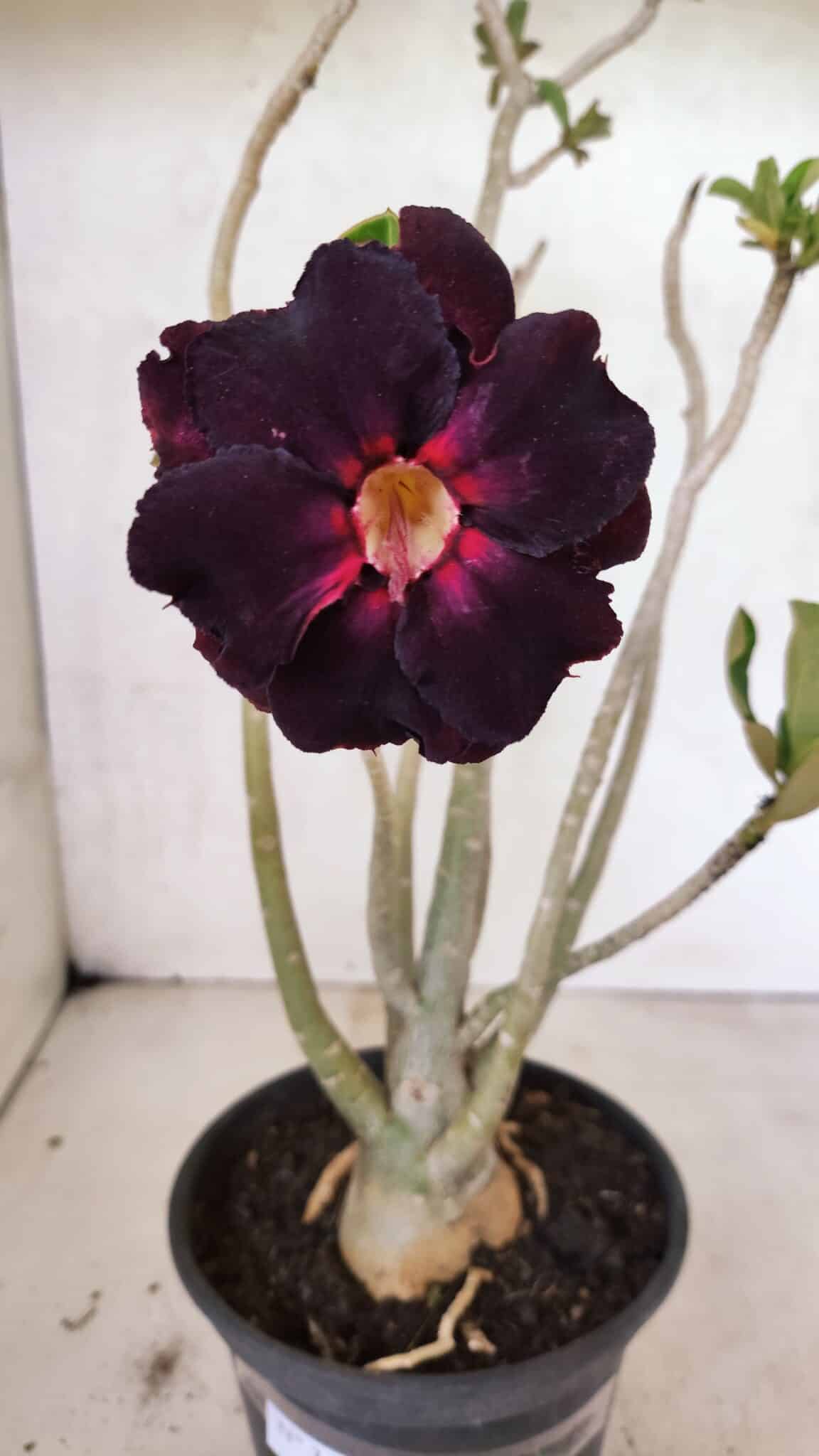 Planta Dobrada 3653 – 35cm – 03 anos - foto 3