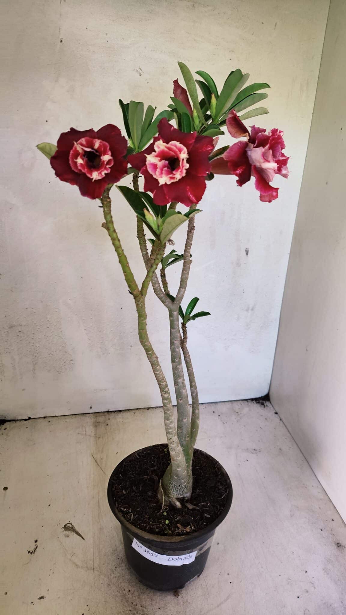 Planta Dobrada 3657 – 35cm – 03 anos - foto 2