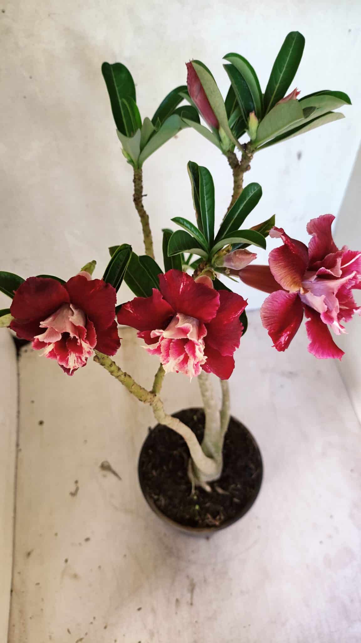 Planta Dobrada 3657 – 35cm – 03 anos - foto 9