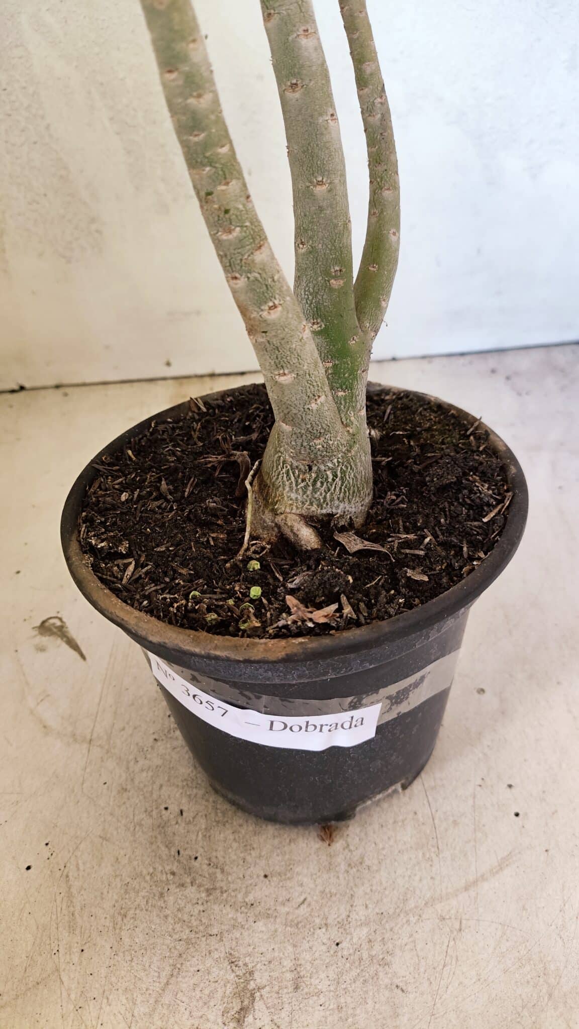 Planta Dobrada 3657 – 35cm – 03 anos - foto 8
