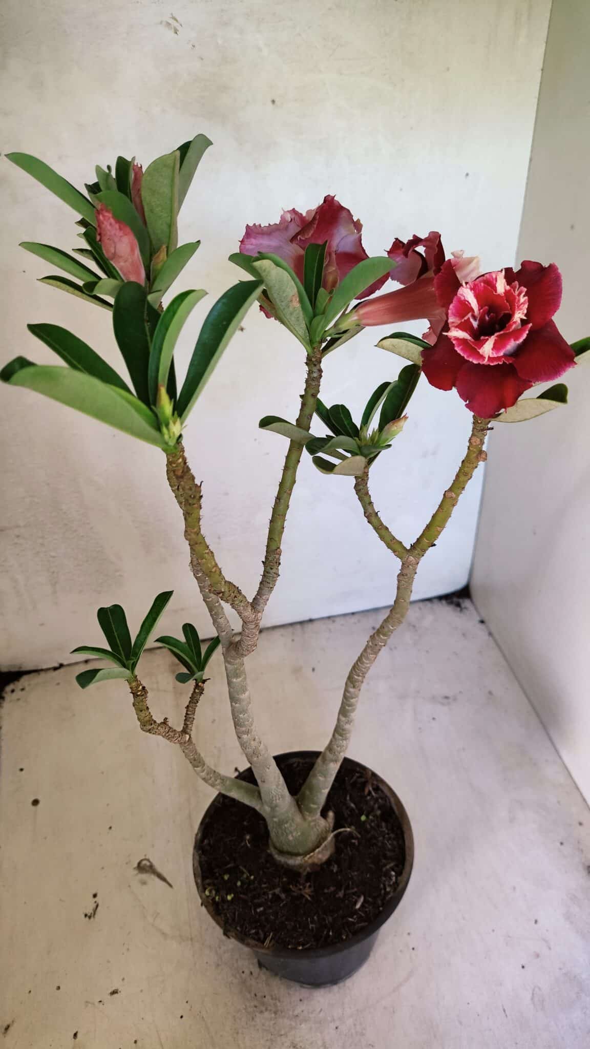 Planta Dobrada 3657 – 35cm – 03 anos - foto 7