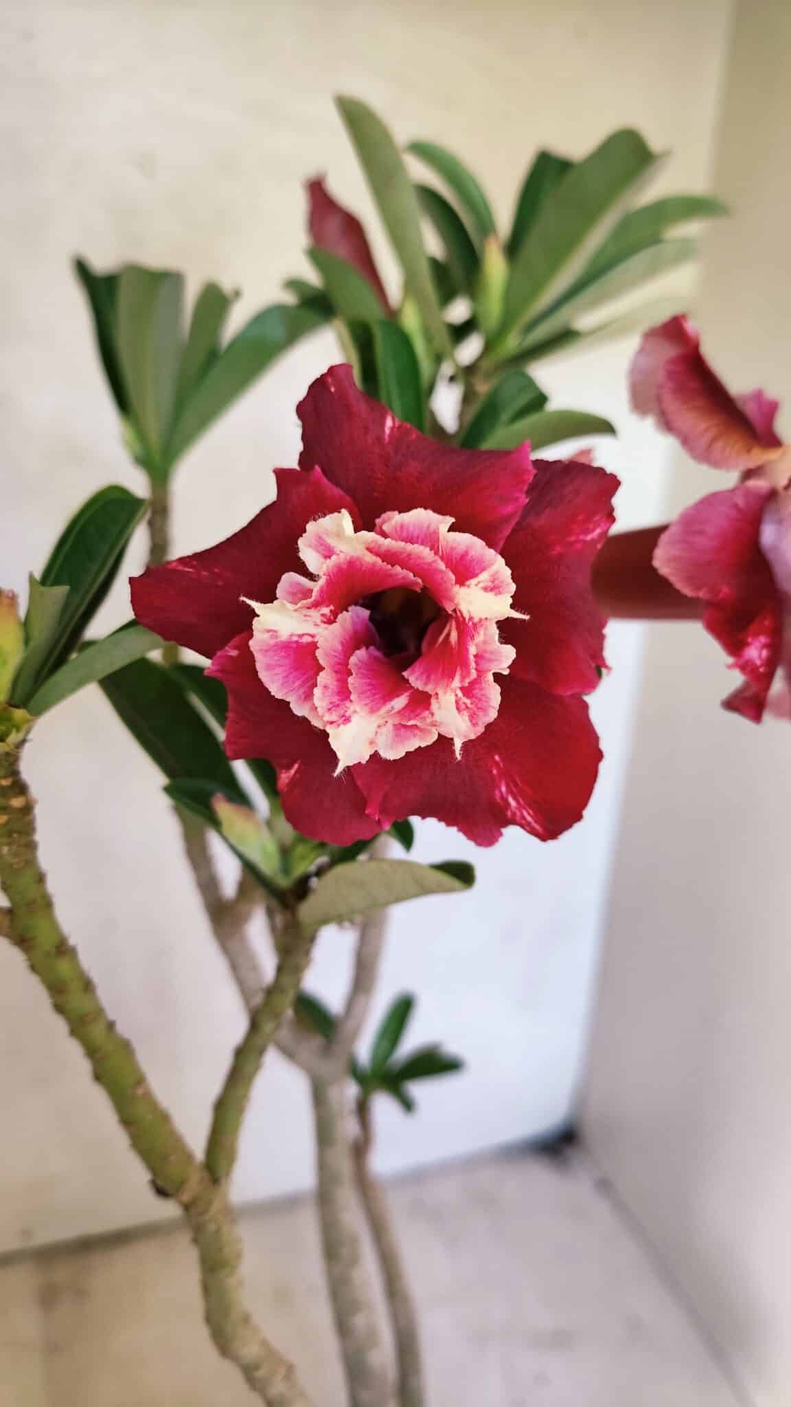Planta Dobrada 3657 – 35cm – 03 anos - foto 3