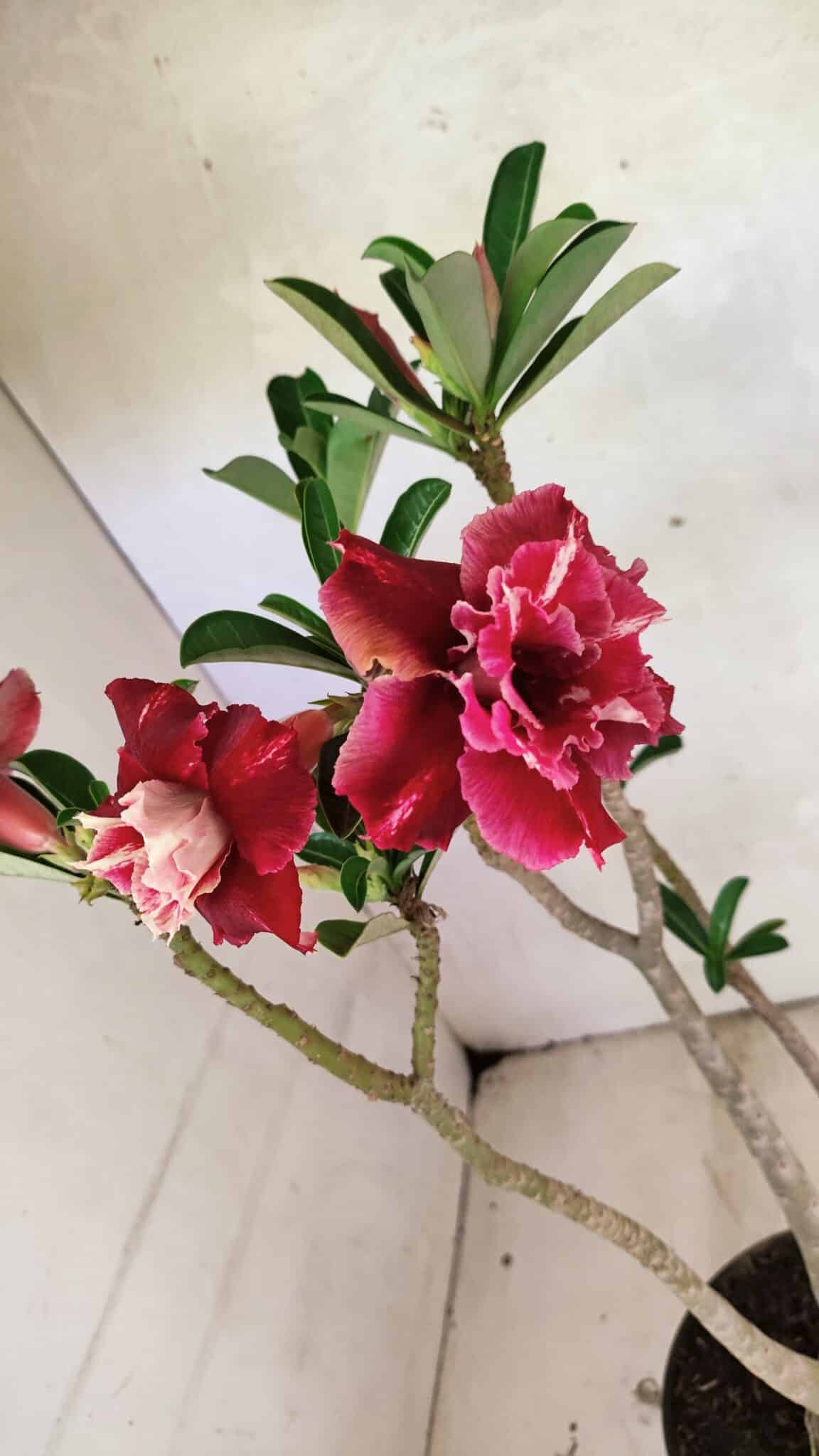 Planta Dobrada 3657 – 35cm – 03 anos - foto 6