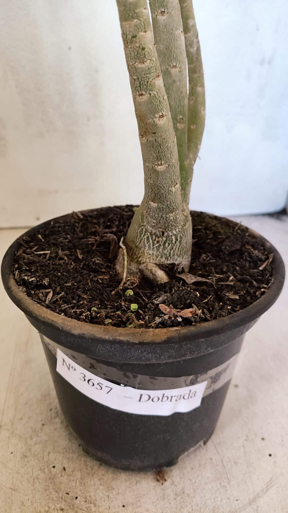 Planta Dobrada 3657 – 35cm – 03 anos - foto 5