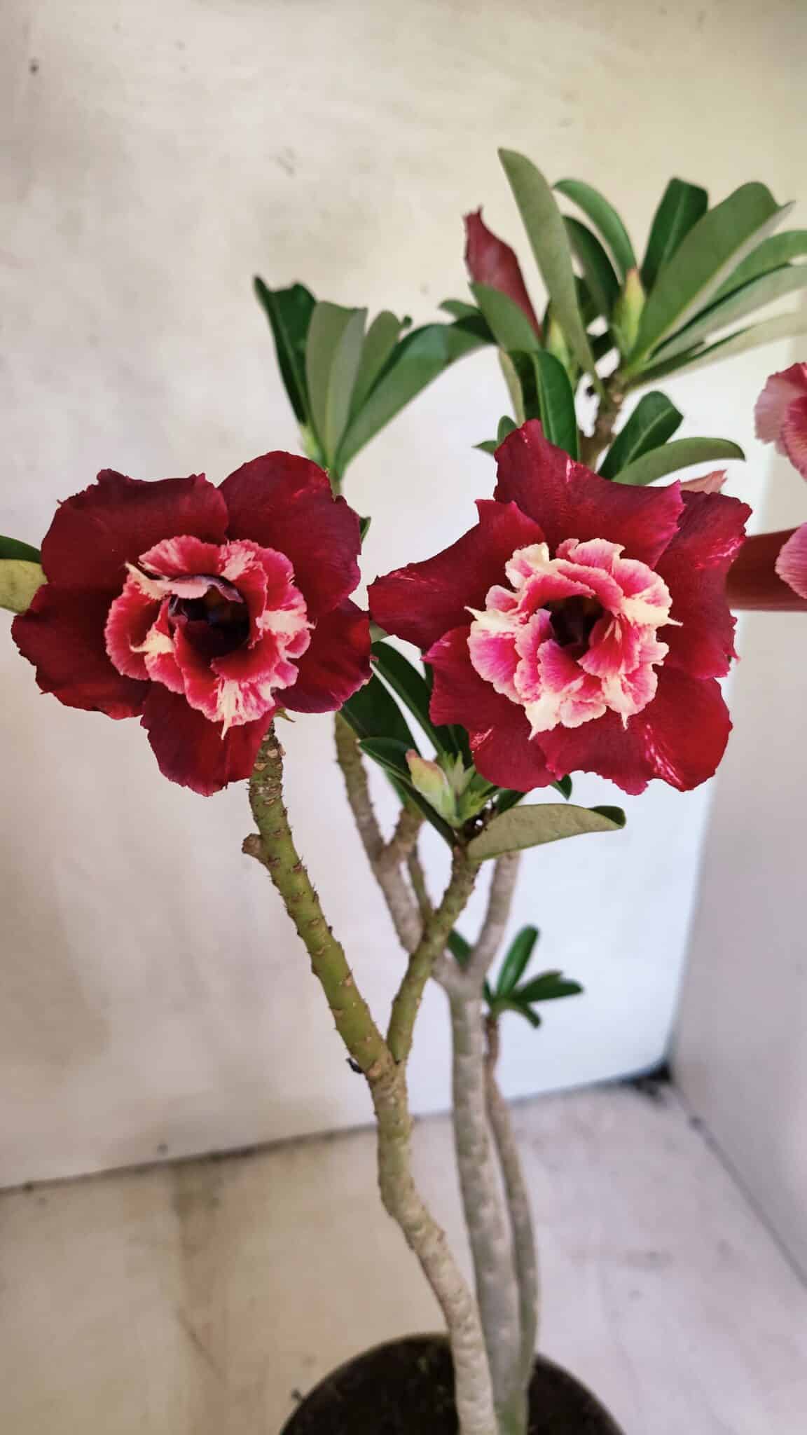 Planta Dobrada 3657 – 35cm – 03 anos - foto 4